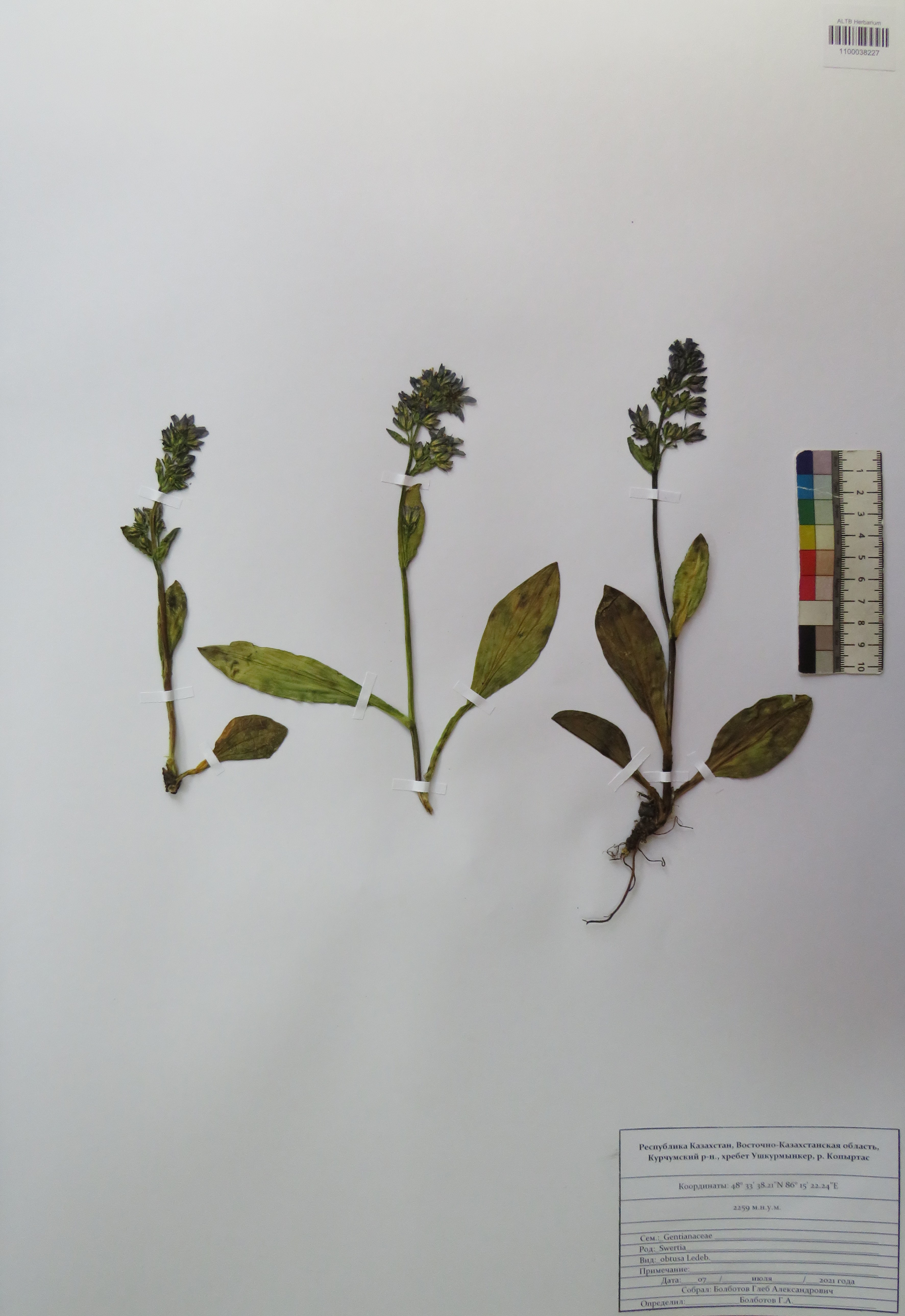 Swertia obtusa Ledeb.