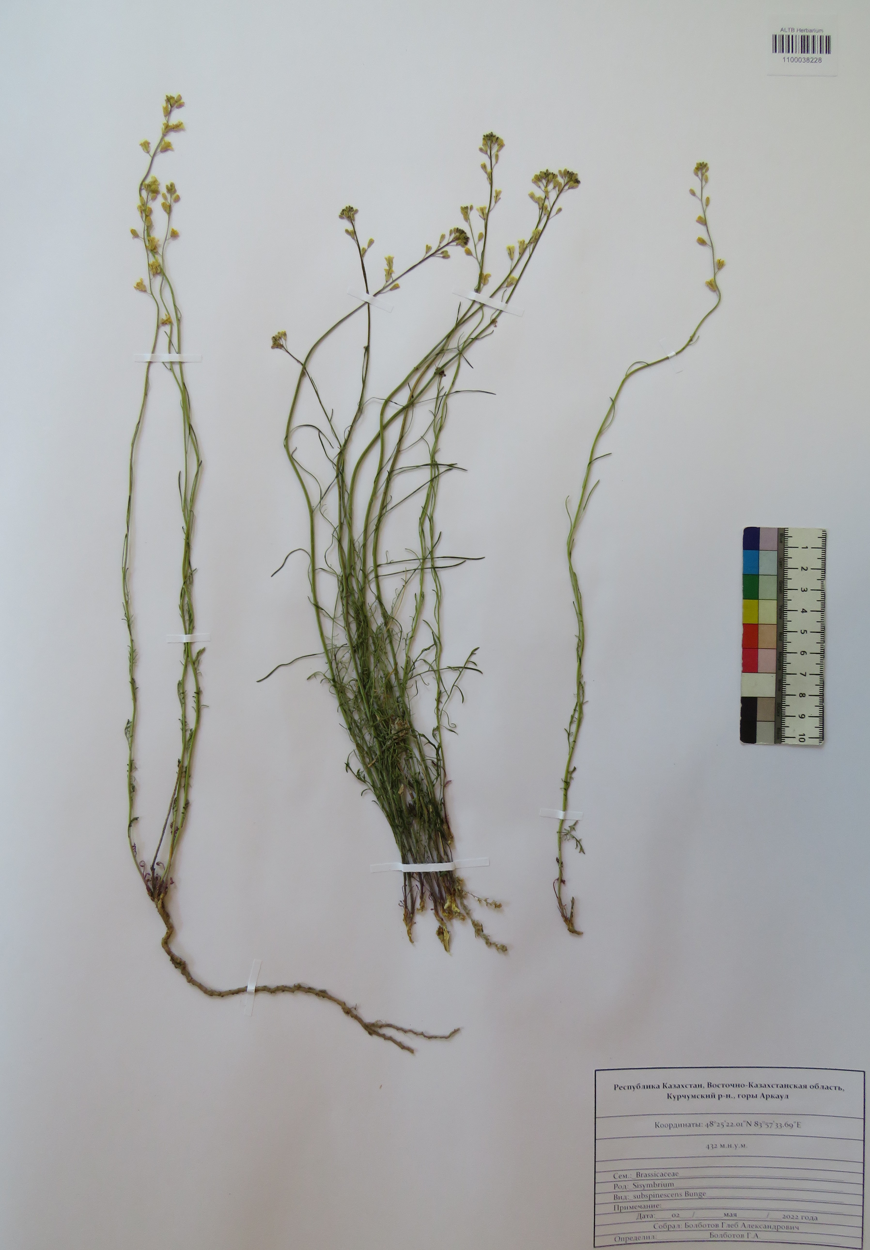 Sisymbrium subspinescens Bunge