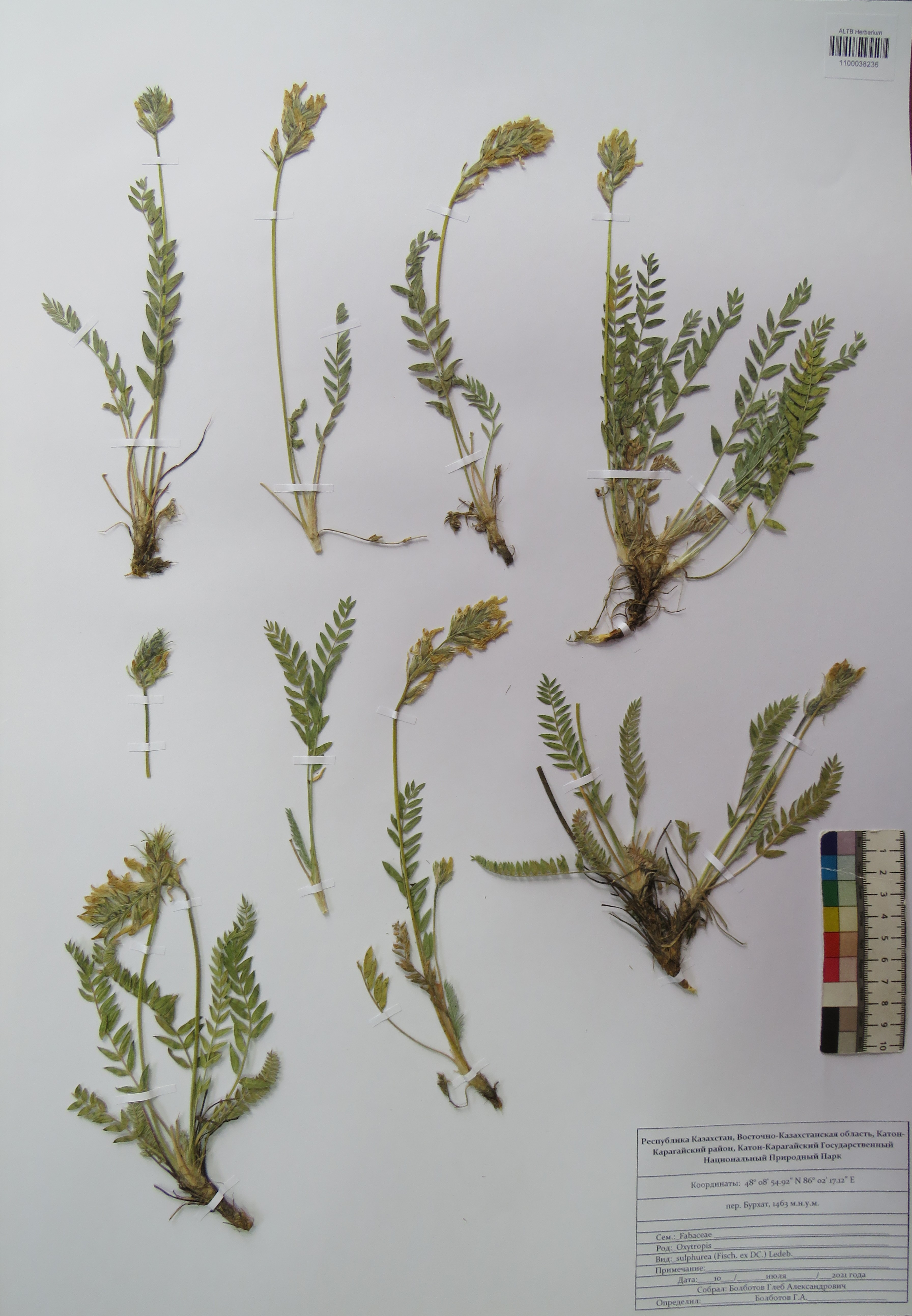Oxytropis sulphurea Ledeb.