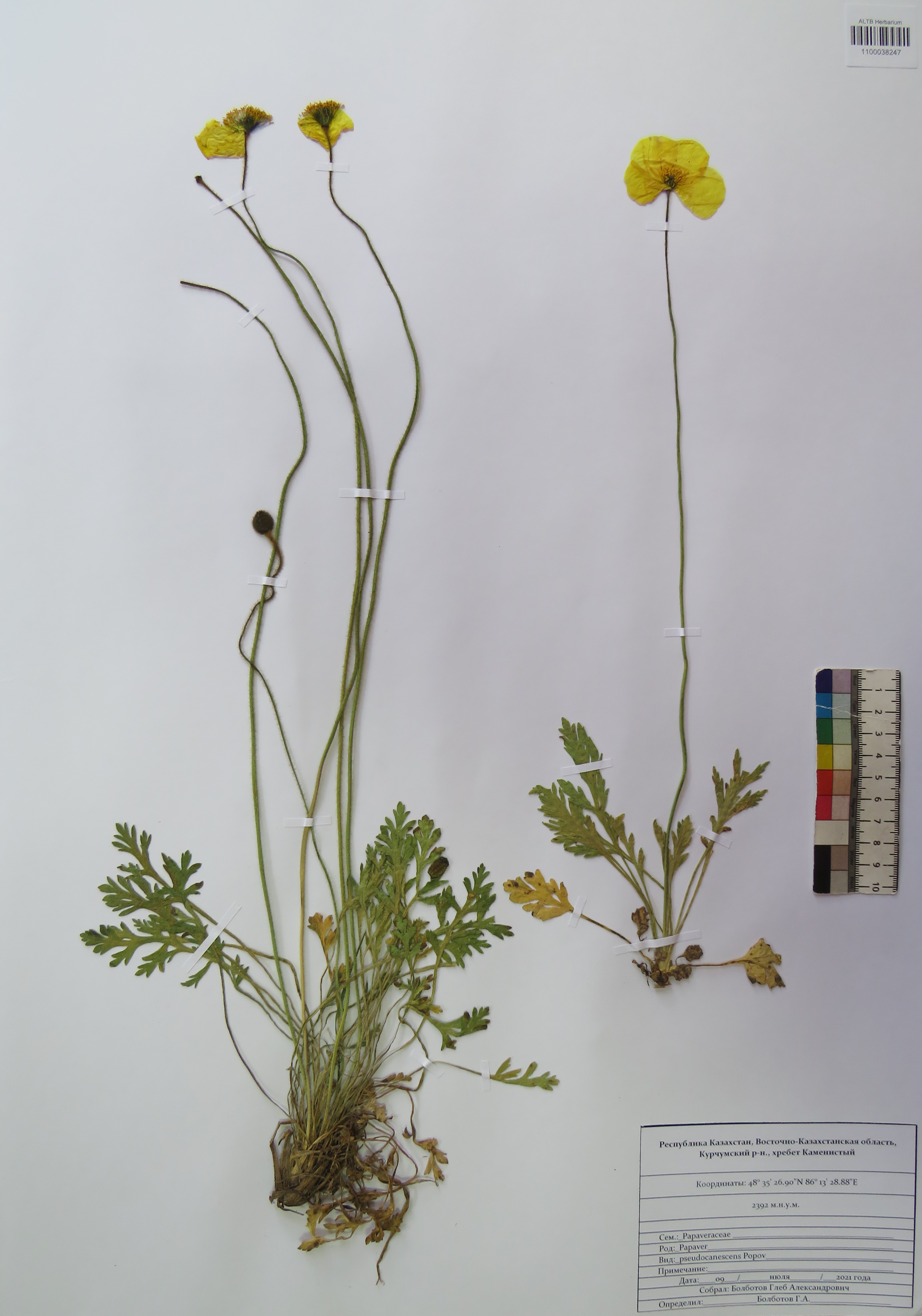 Papaver pseudocanescens Popov