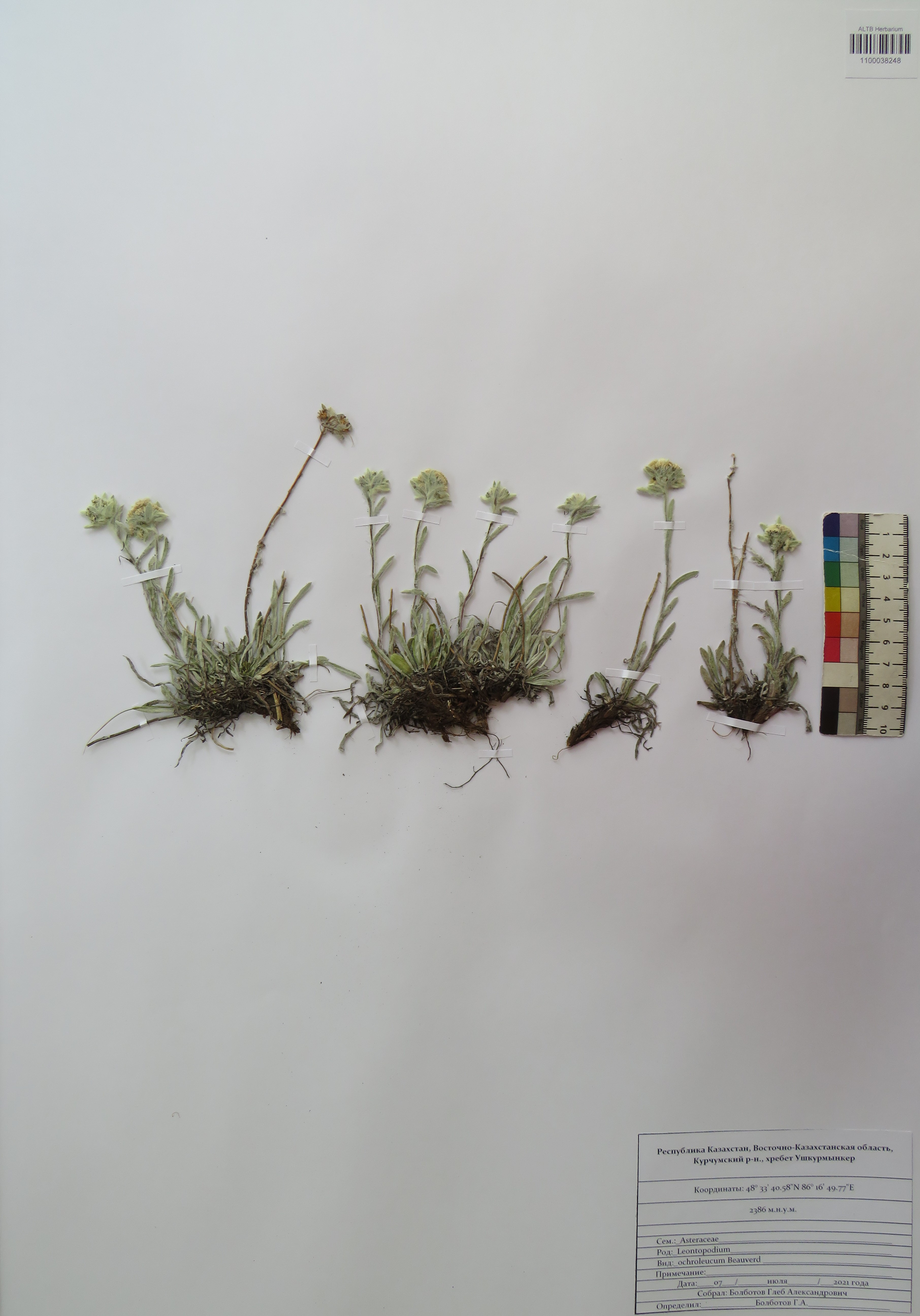 Leontopodium ochroleucum Beauverd