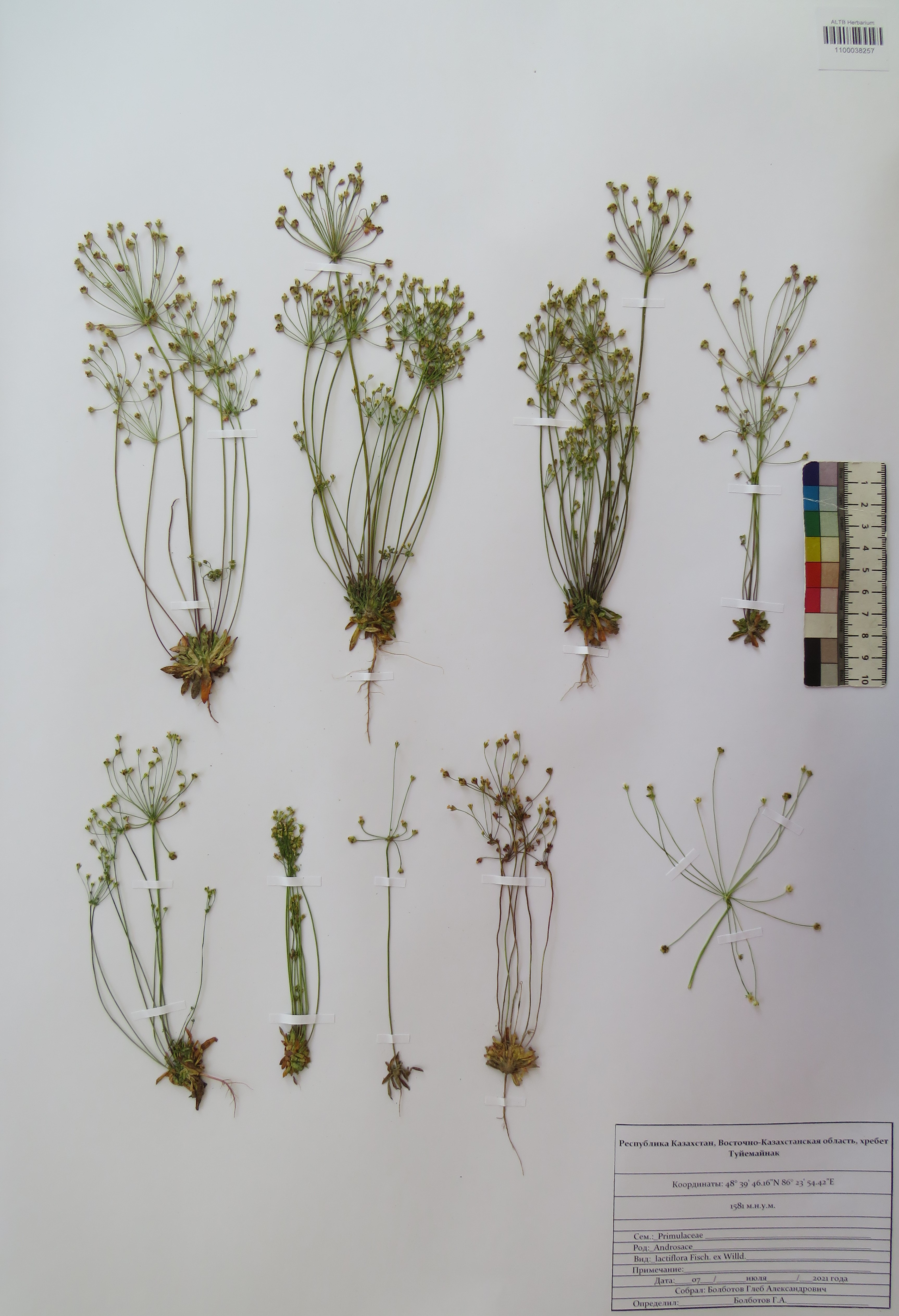 Androsace lactiflora Fisch. ex Willd.