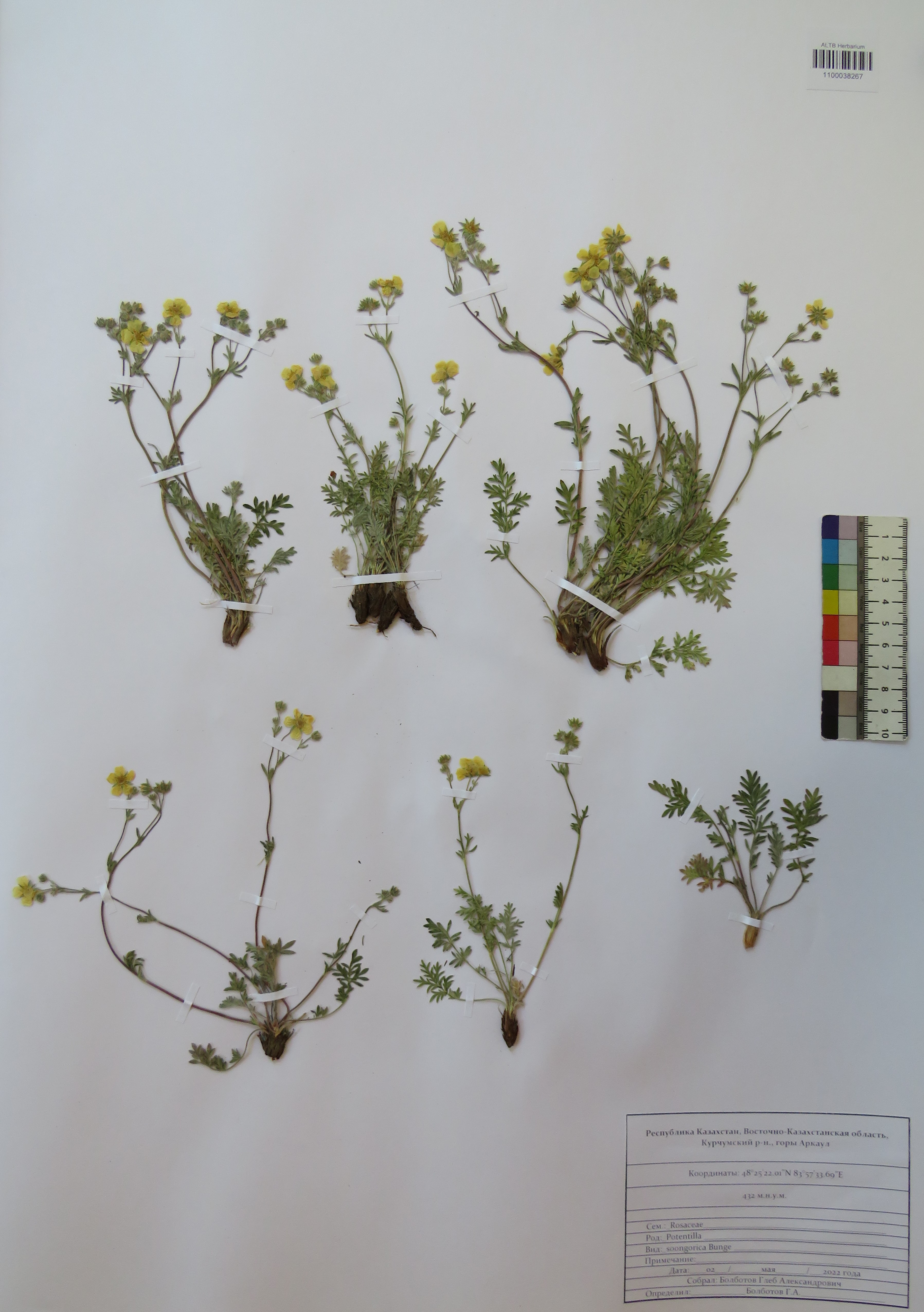 Potentilla soongorica Bunge