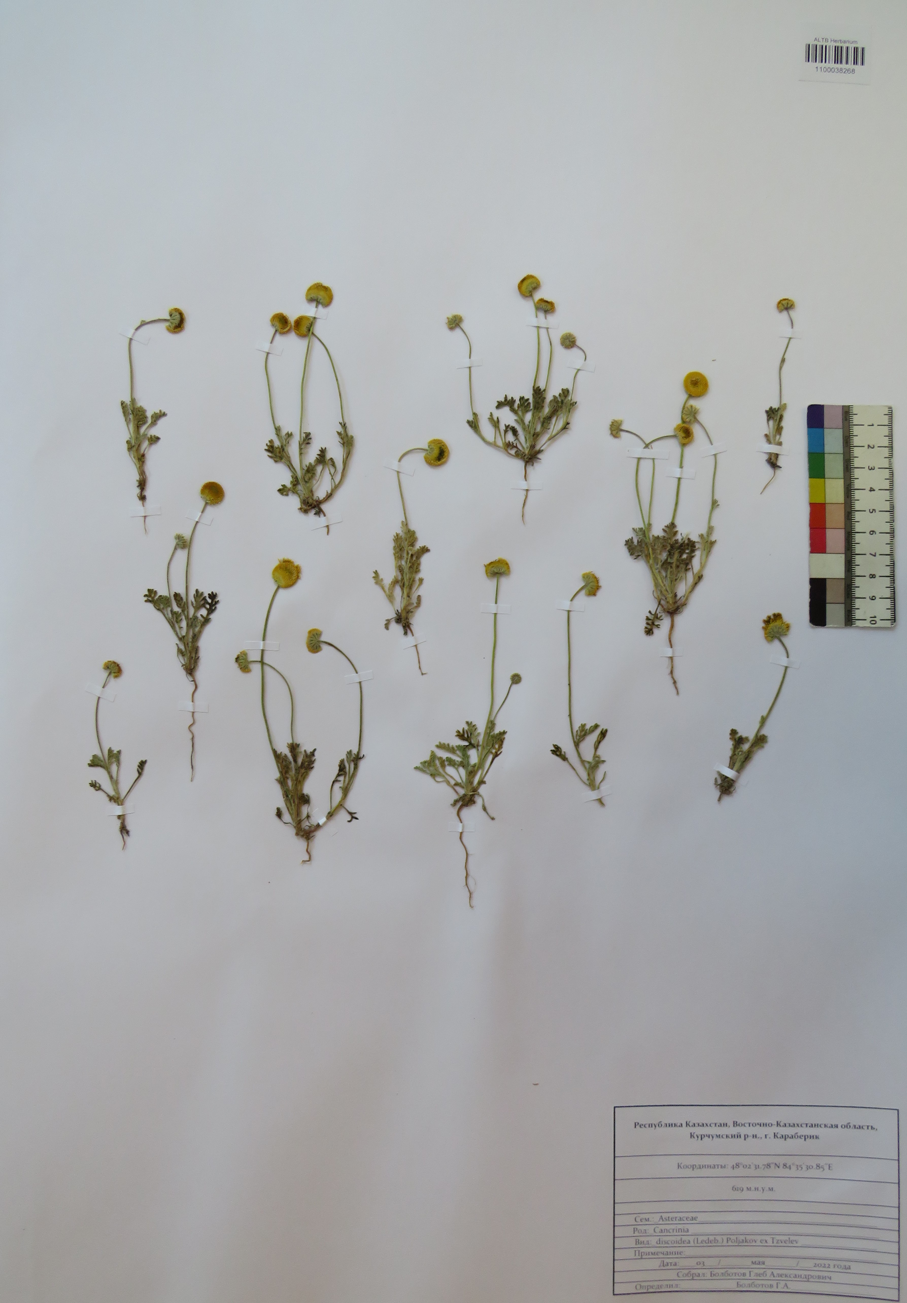 Cancrinia discoidea (Ledeb.) Poljakov ex Tzvelev