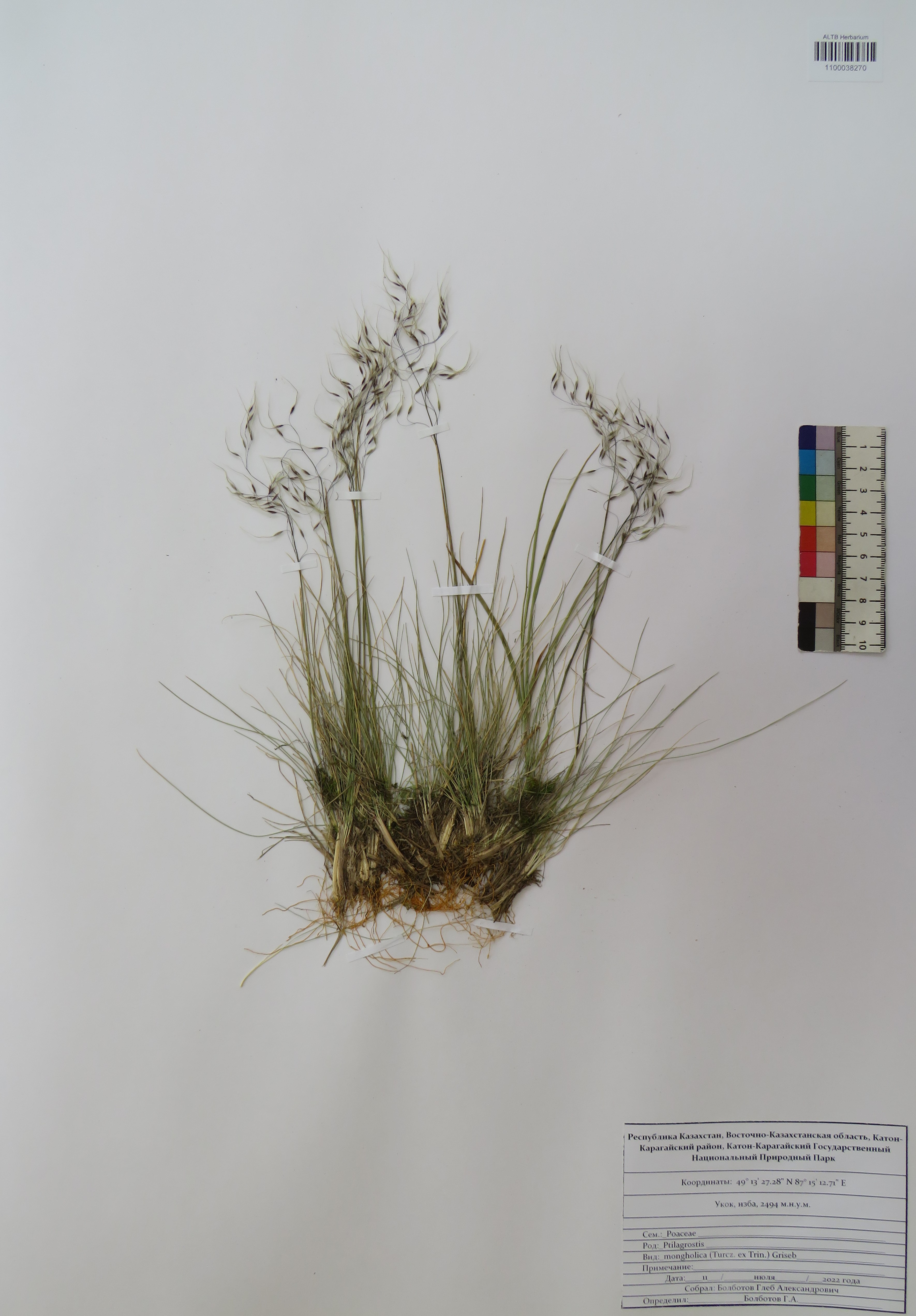 Ptilagrostis mongholica (Turcz. ex Trin.) Griseb.
