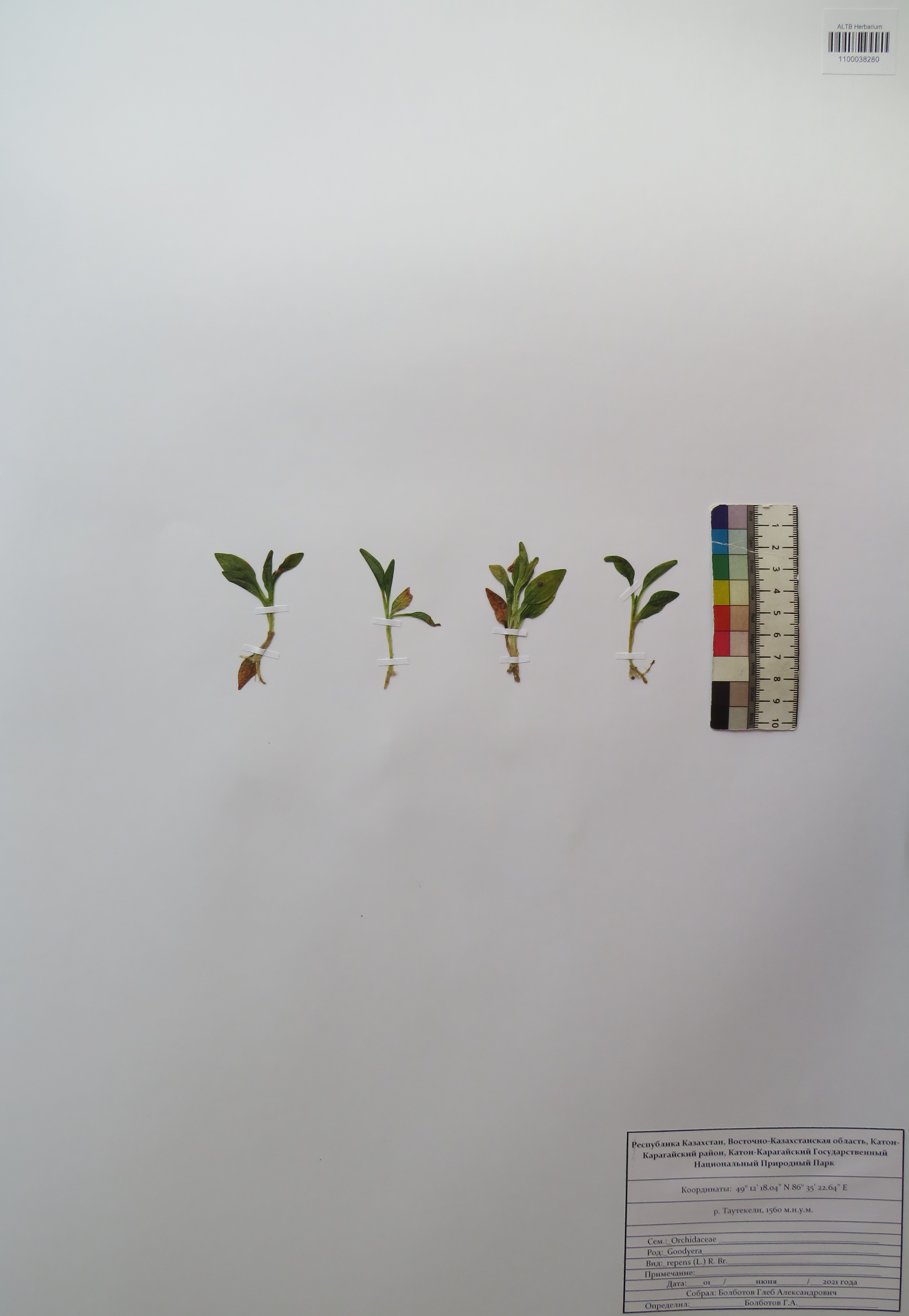 Goodyera repens (L.) R.Br. in W.T.Aiton