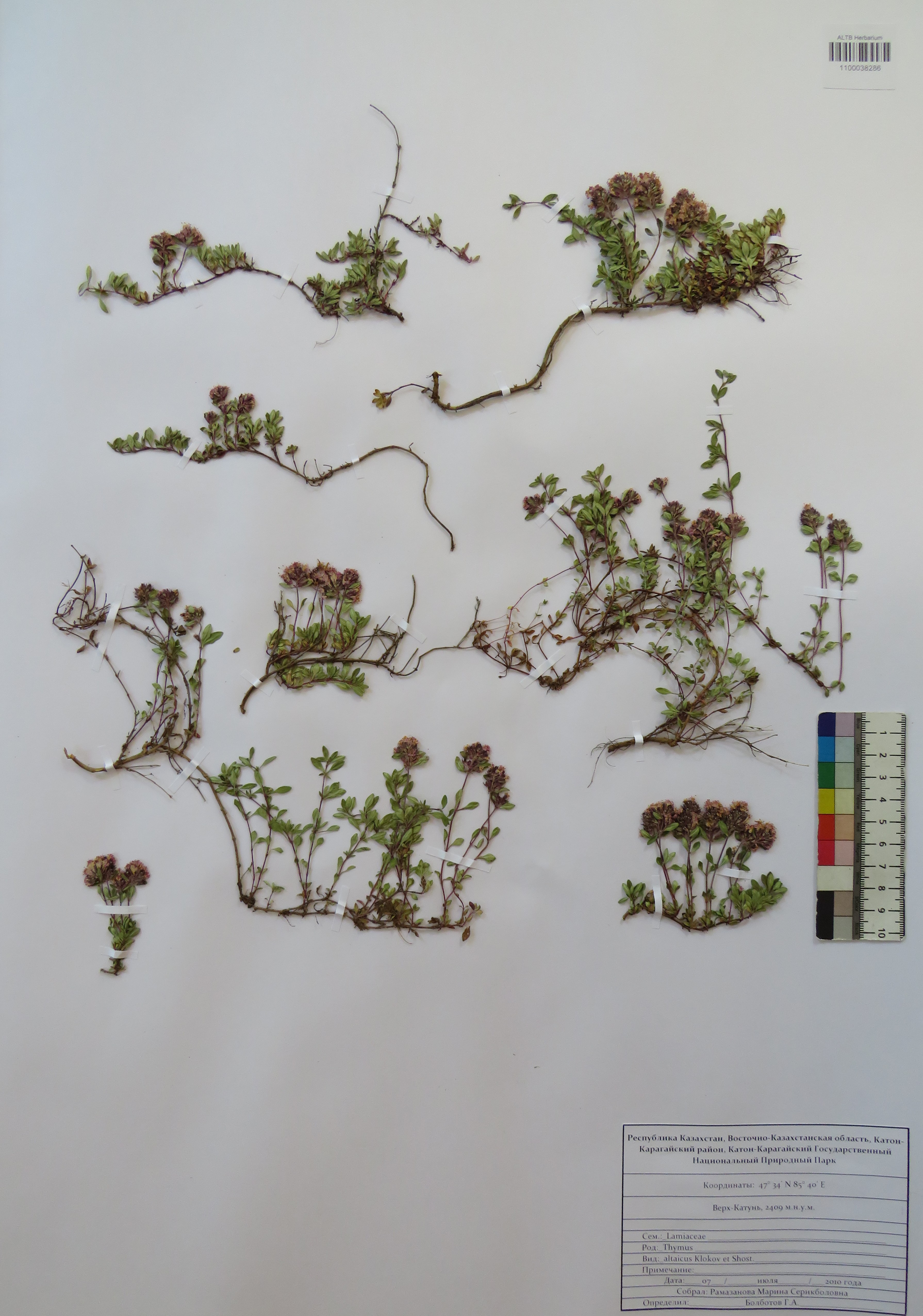 Thymus altaicus Klokov & Desj.-Shost.