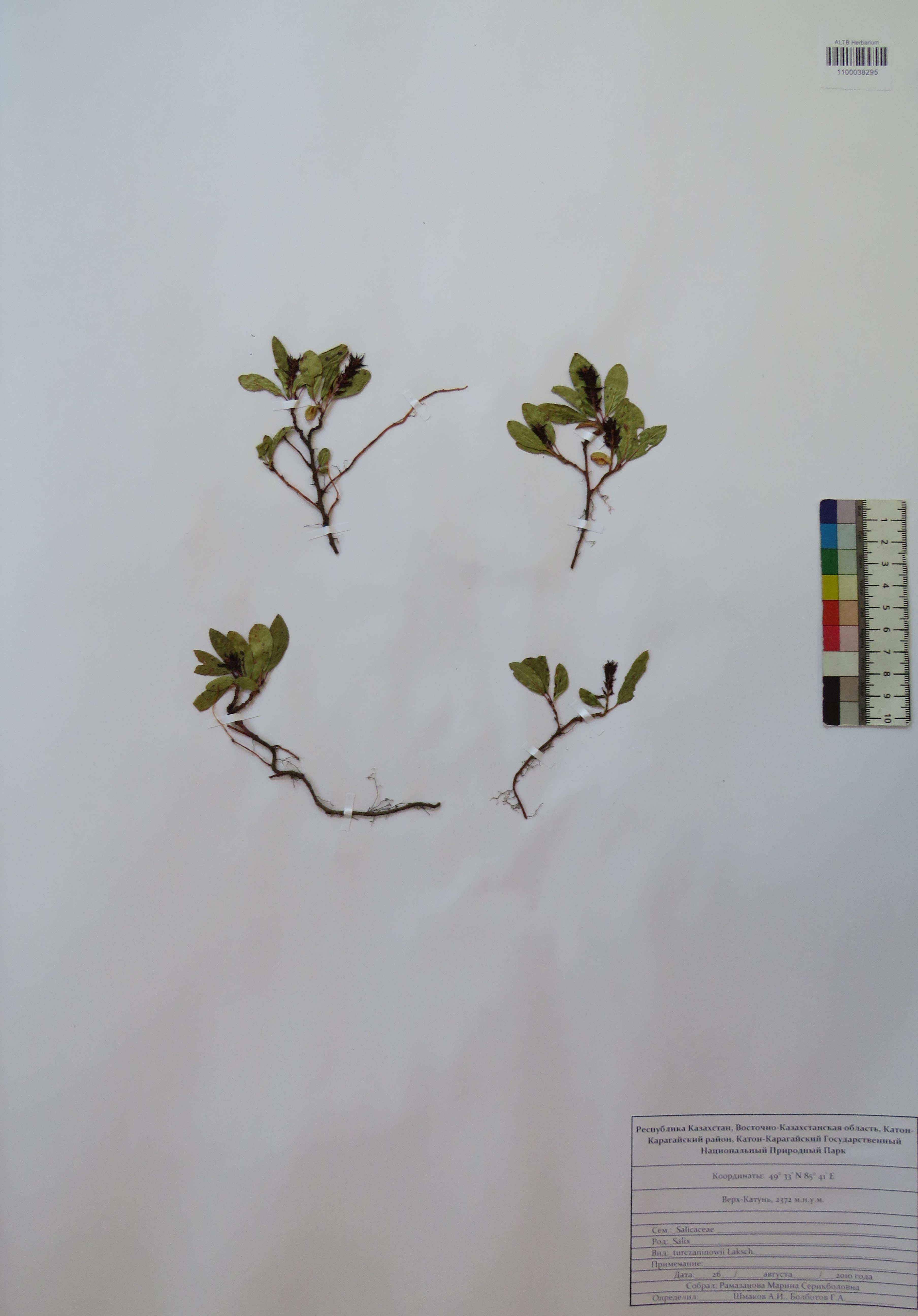 Salix turczaninowii Laksch.