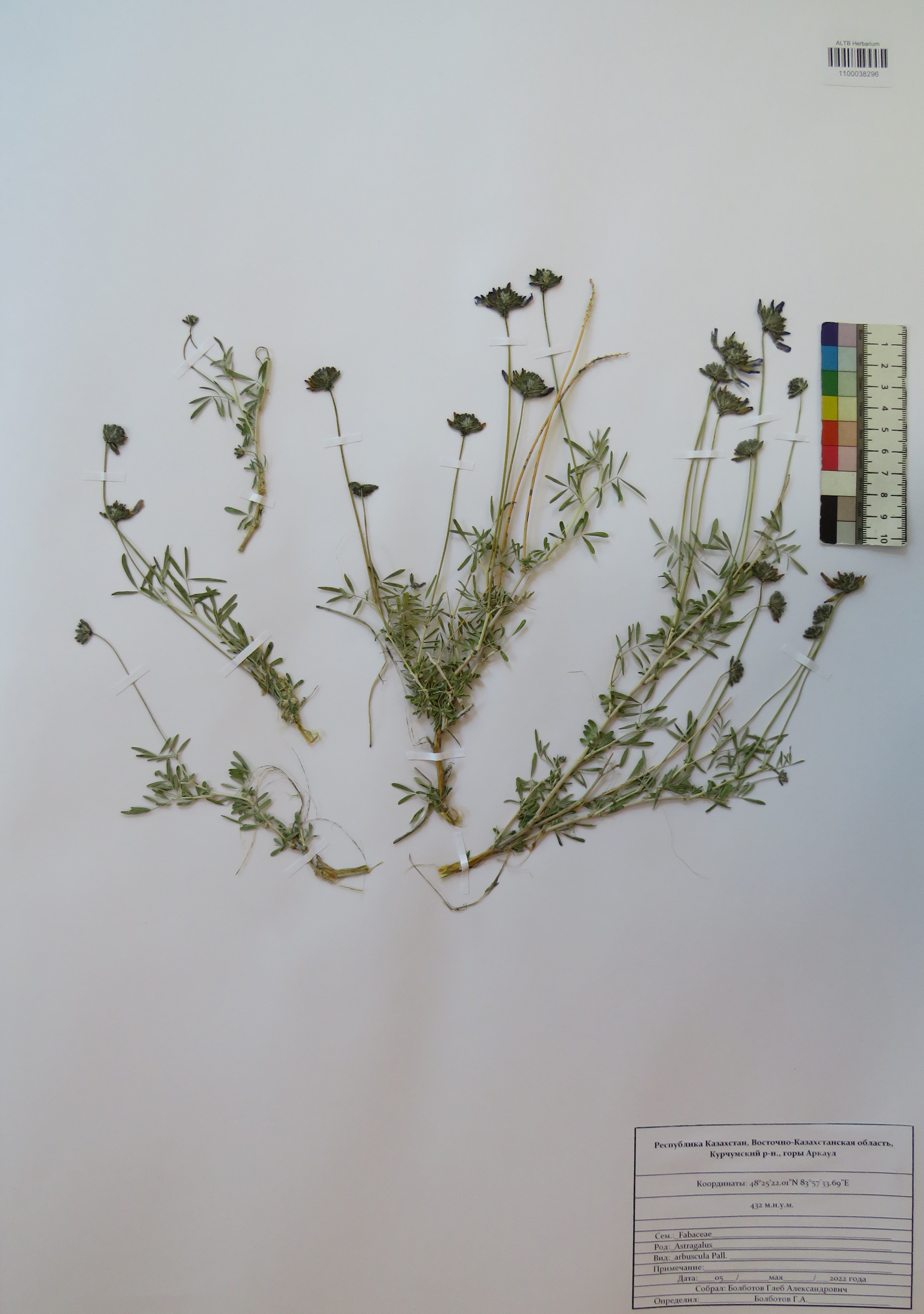 Astragalus arbuscula Pall.