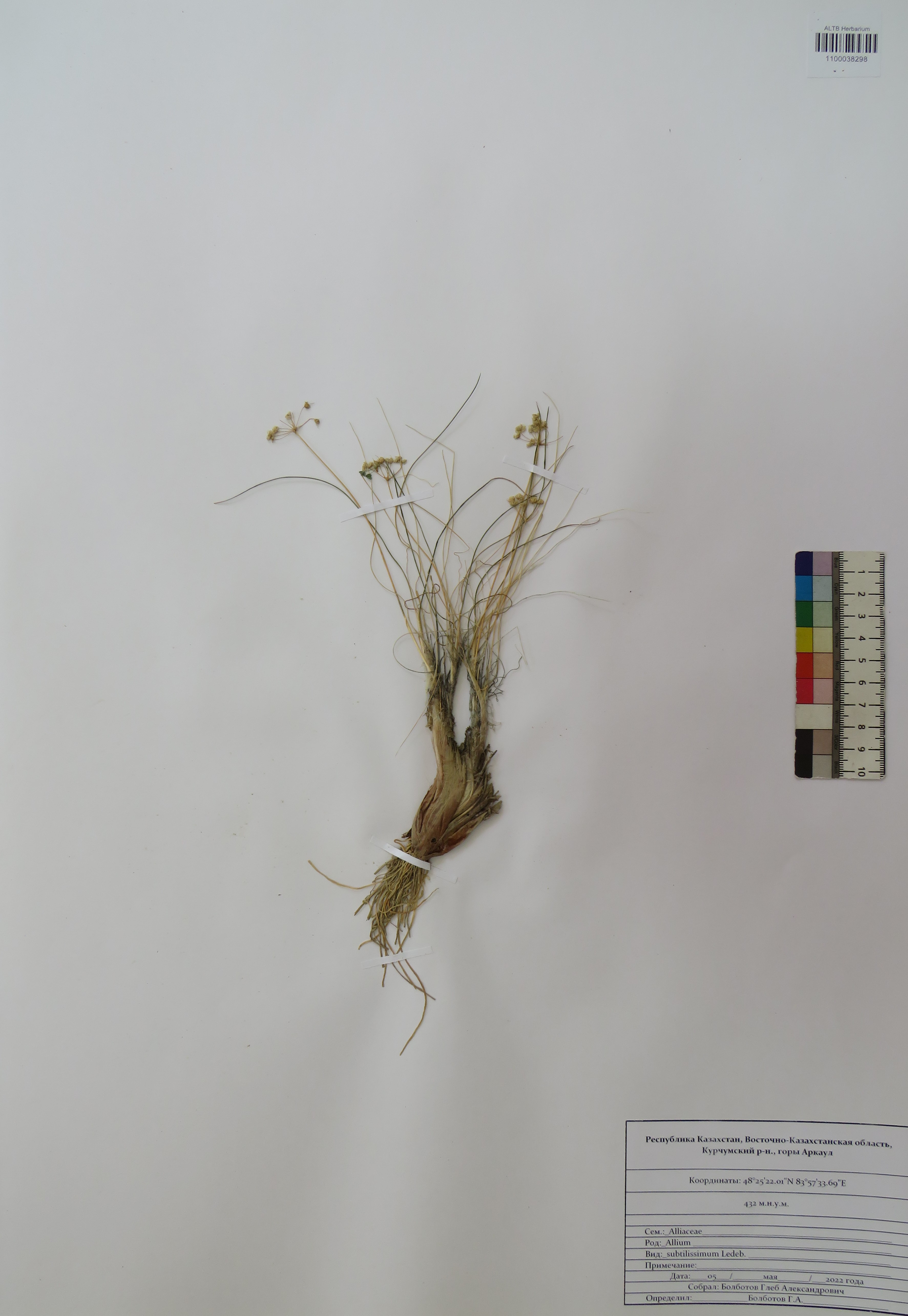 Allium subtilissimum Ledeb.