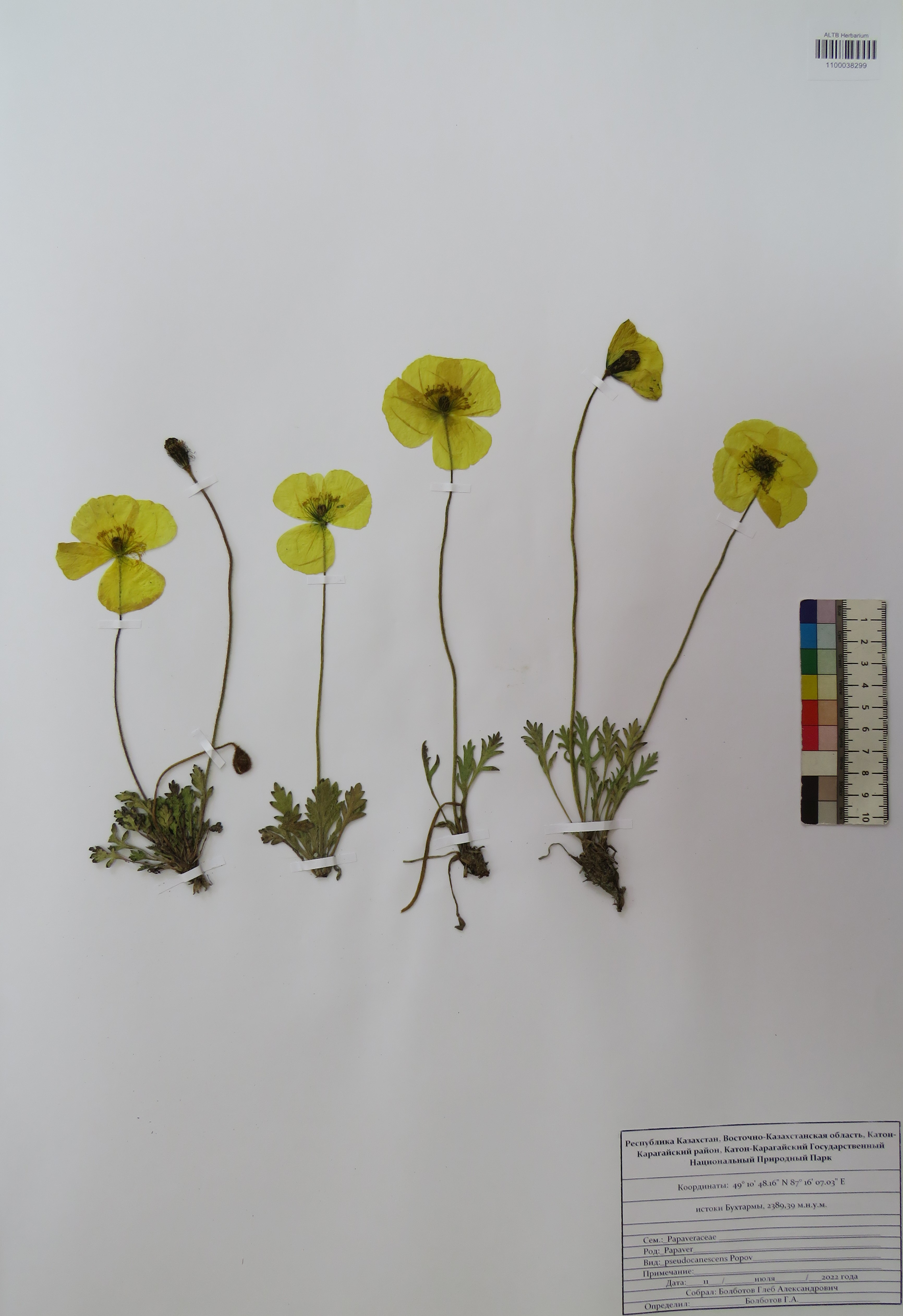 Papaver pseudocanescens Popov