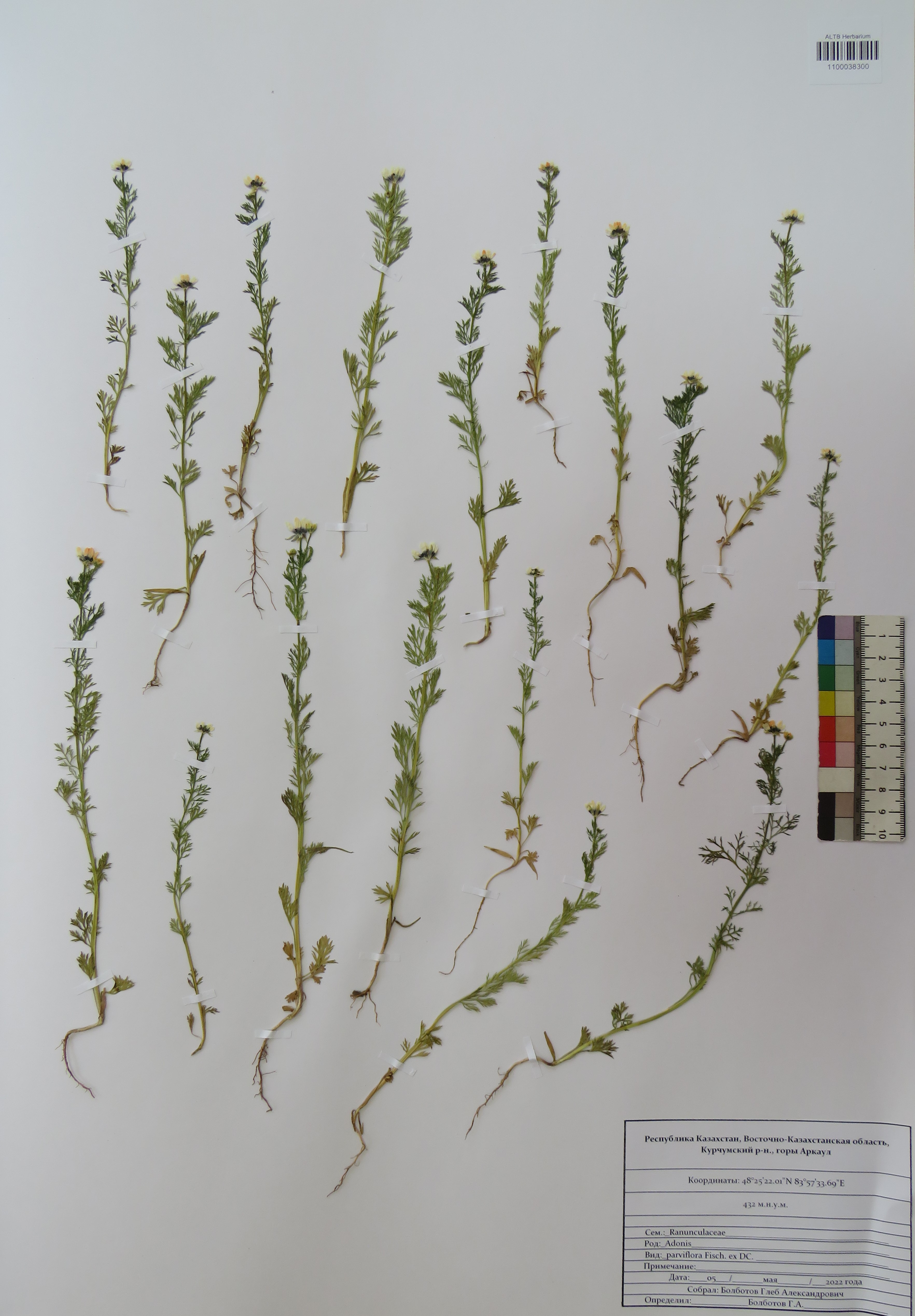 Adonis parviflora Fisch. ex DC.