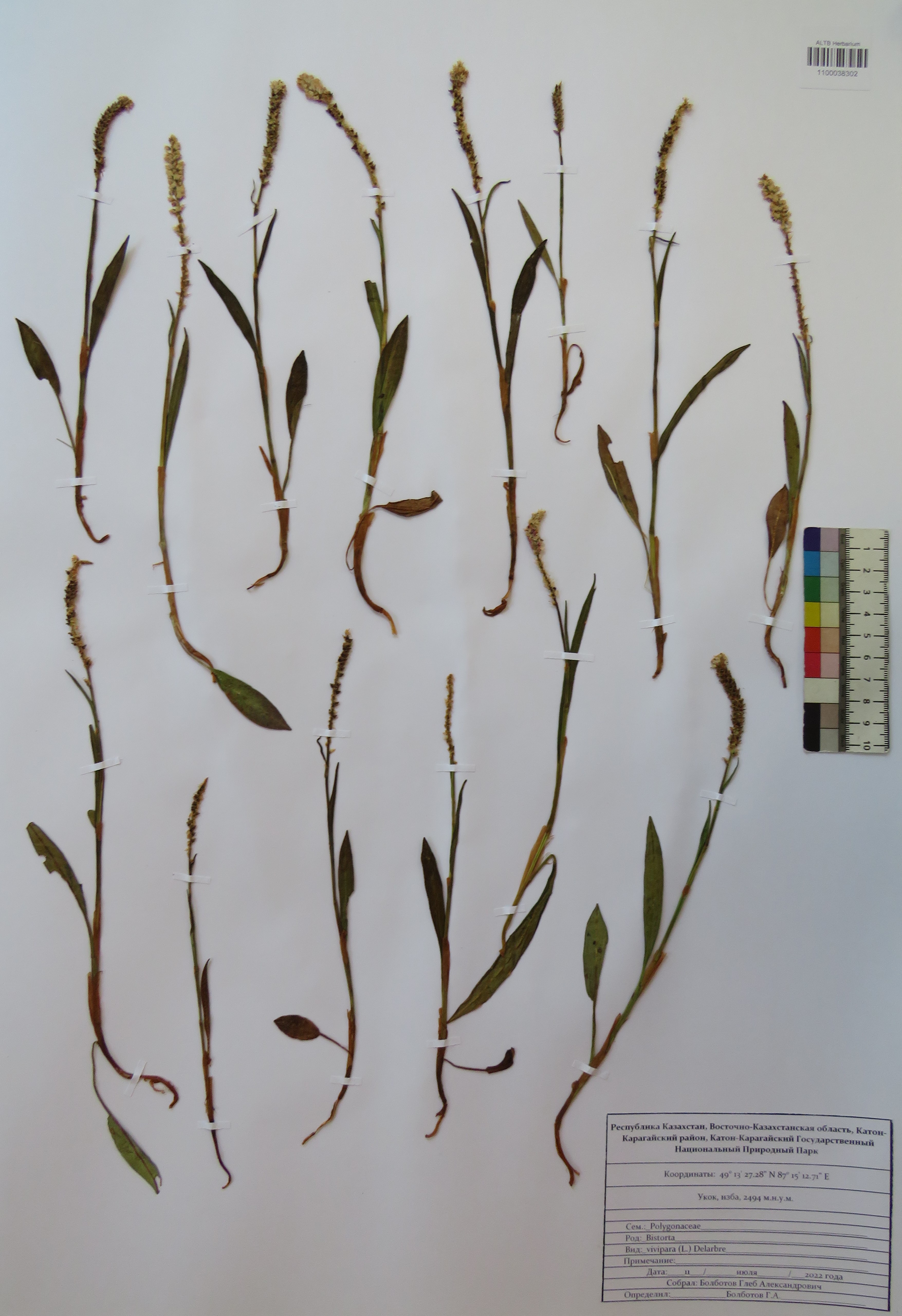 Bistorta vivipara (L.) Delarbre