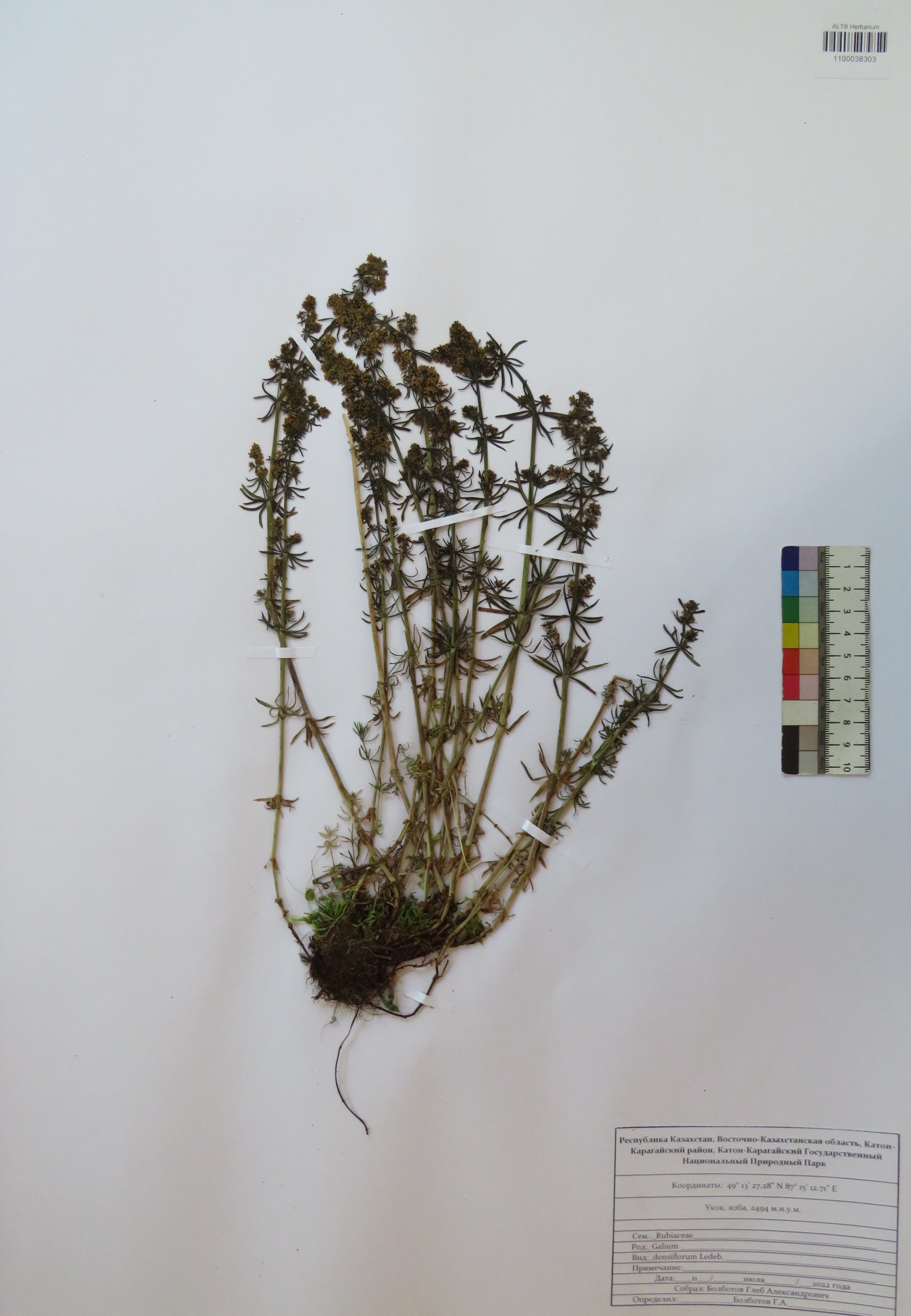 Galium densiflorum Ledeb.