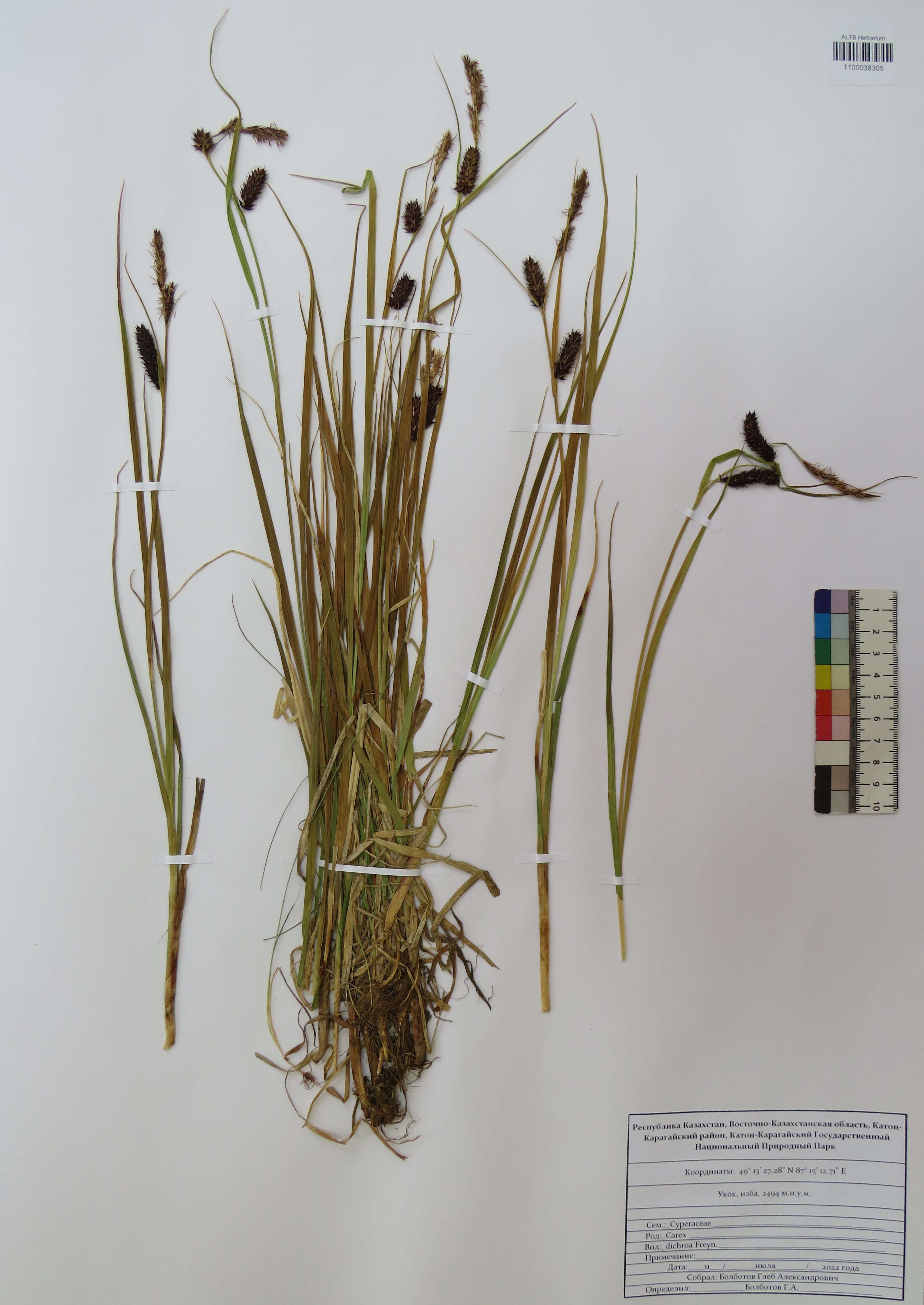 Carex dichroa V.I.Krecz.