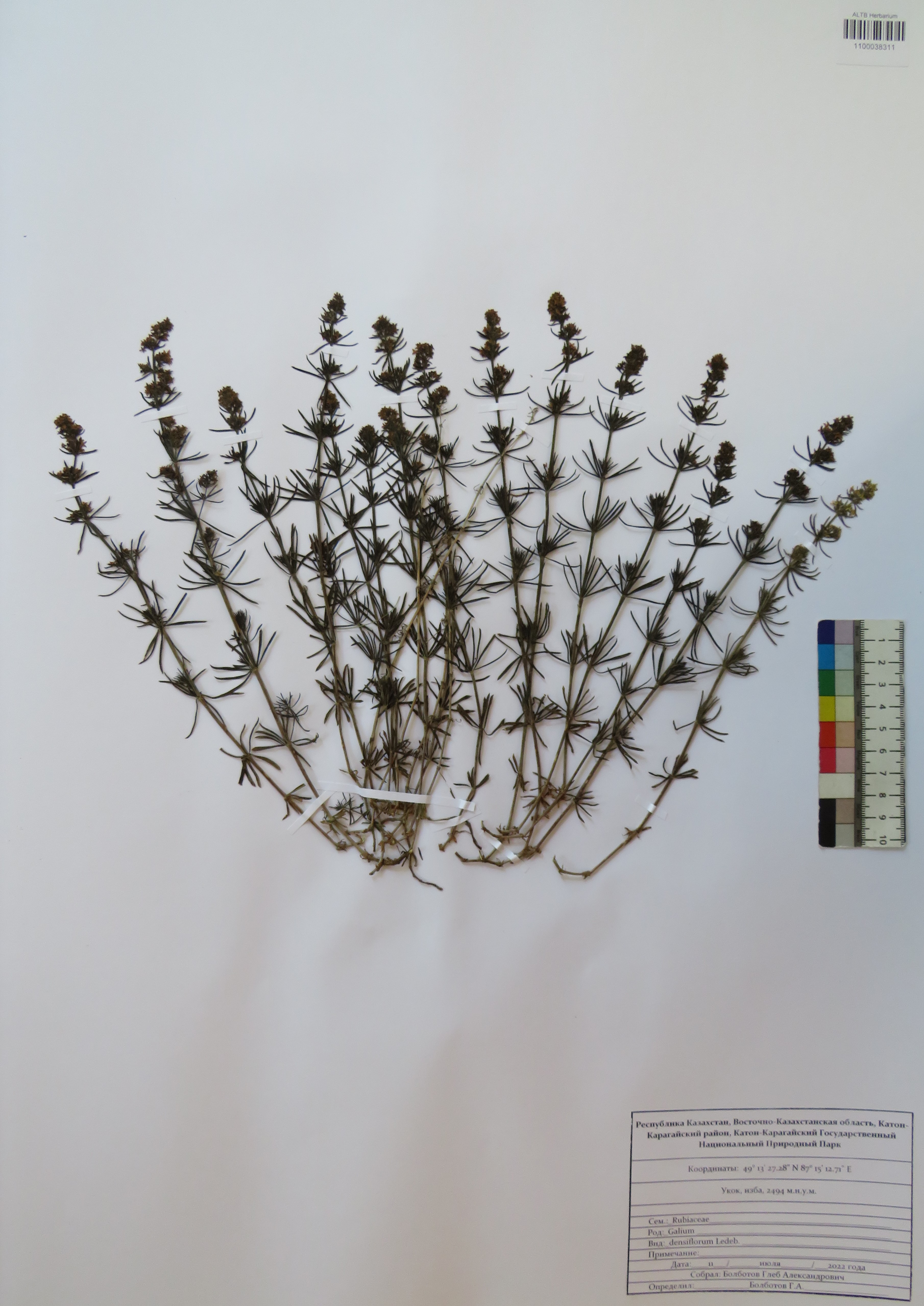 Galium densiflorum Ledeb.