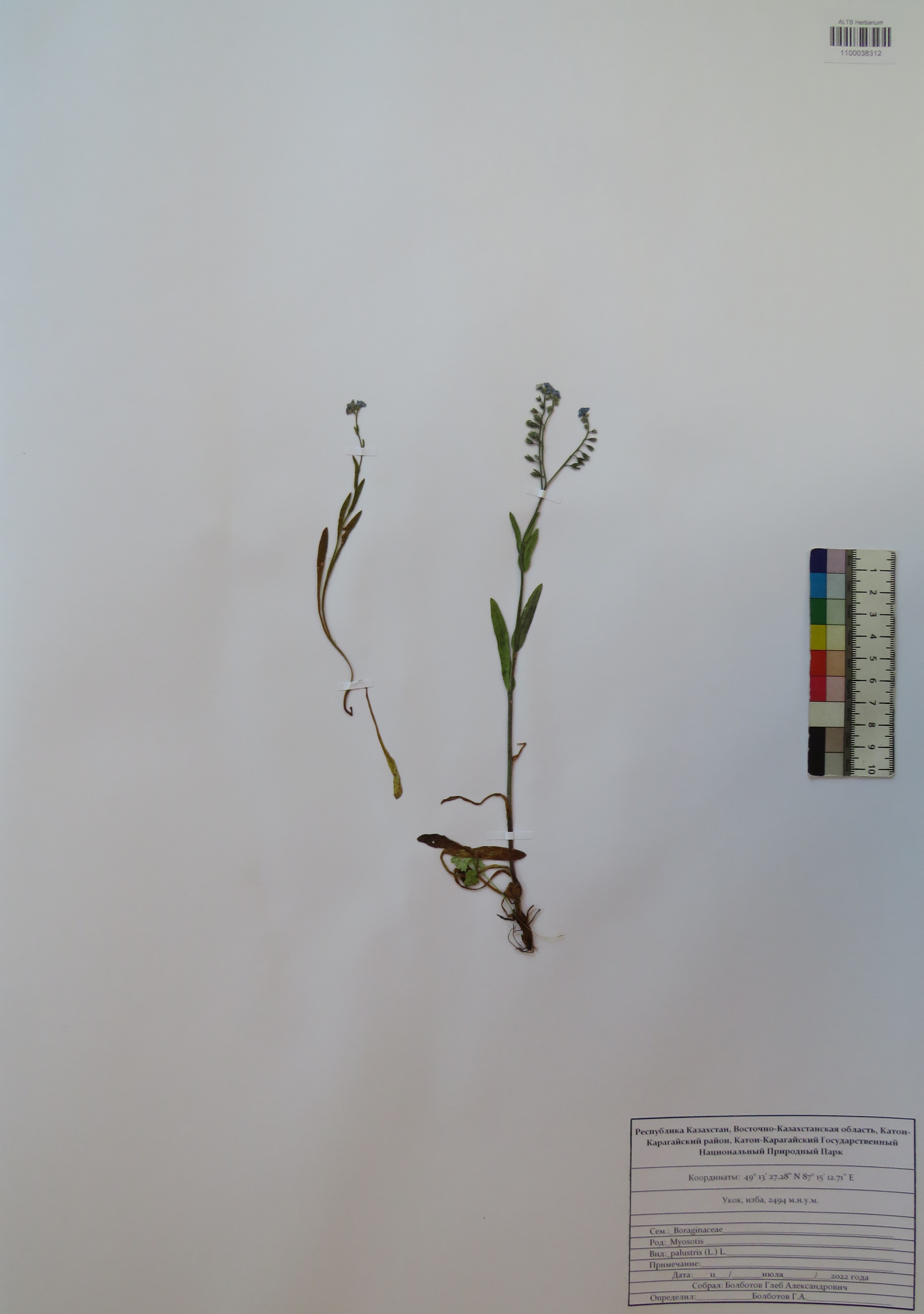 Myosotis palustris (L.) Lam.