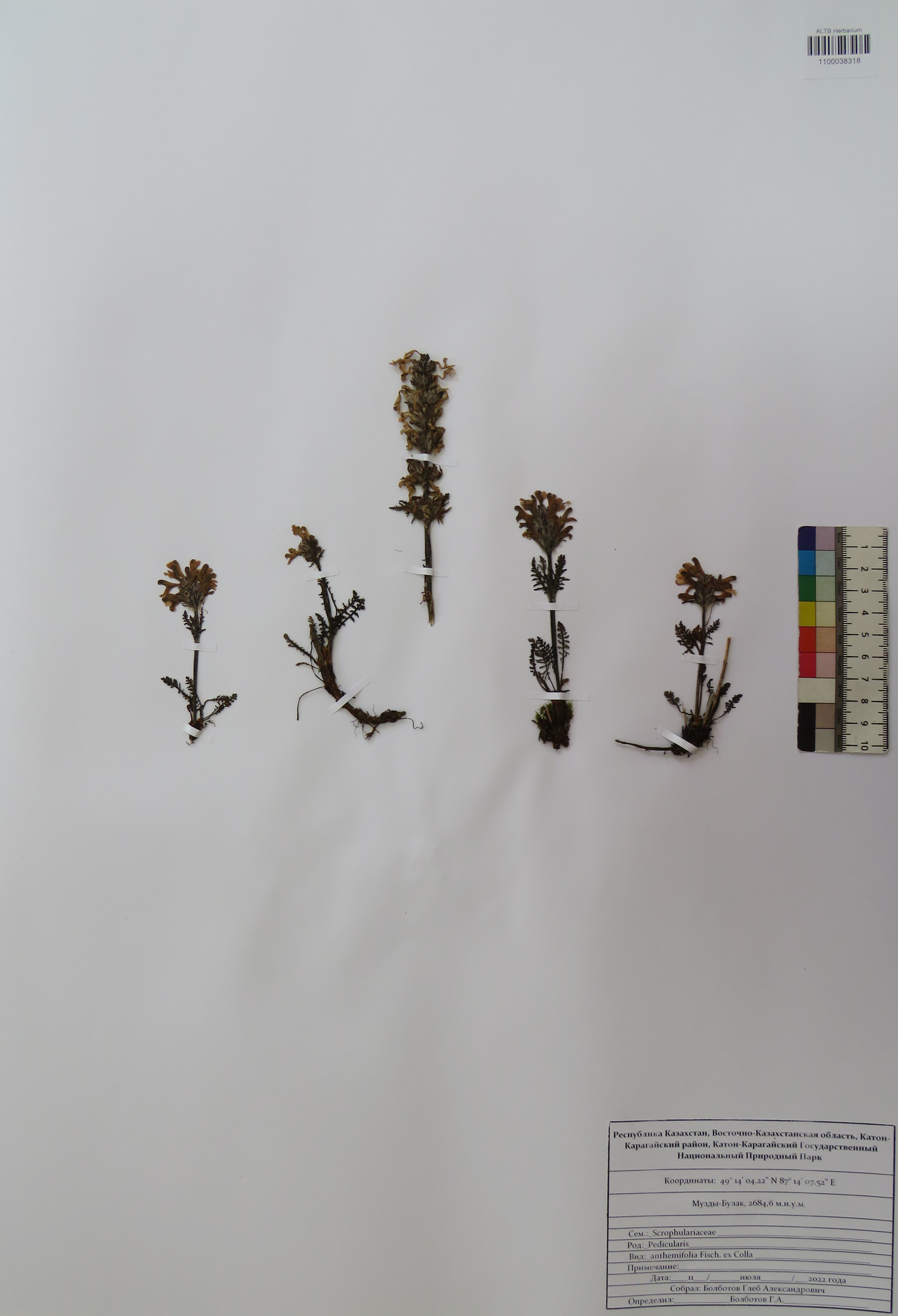 Pedicularis anthemifolia Fisch. ex Colla