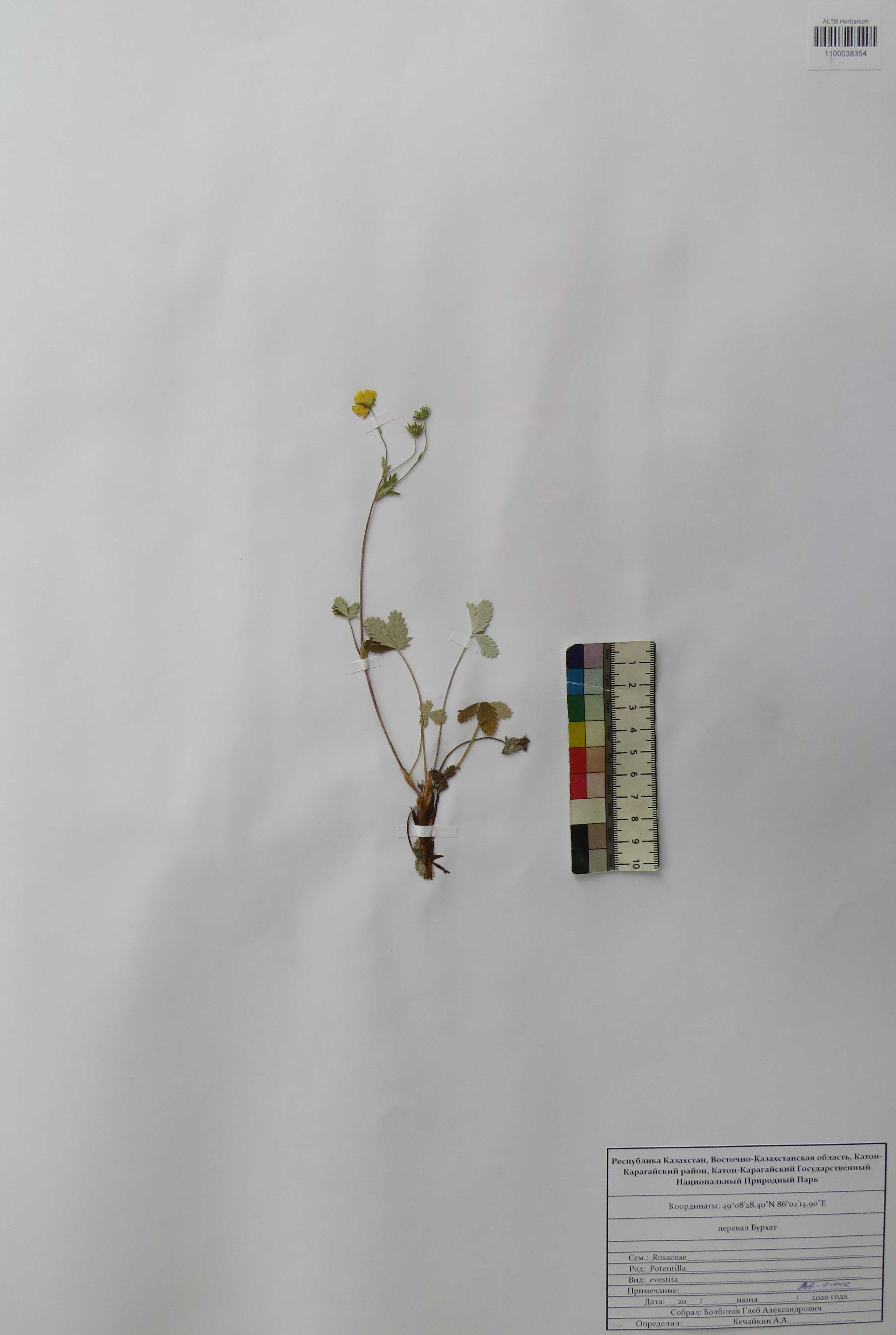 Potentilla evestita Th.Wolf