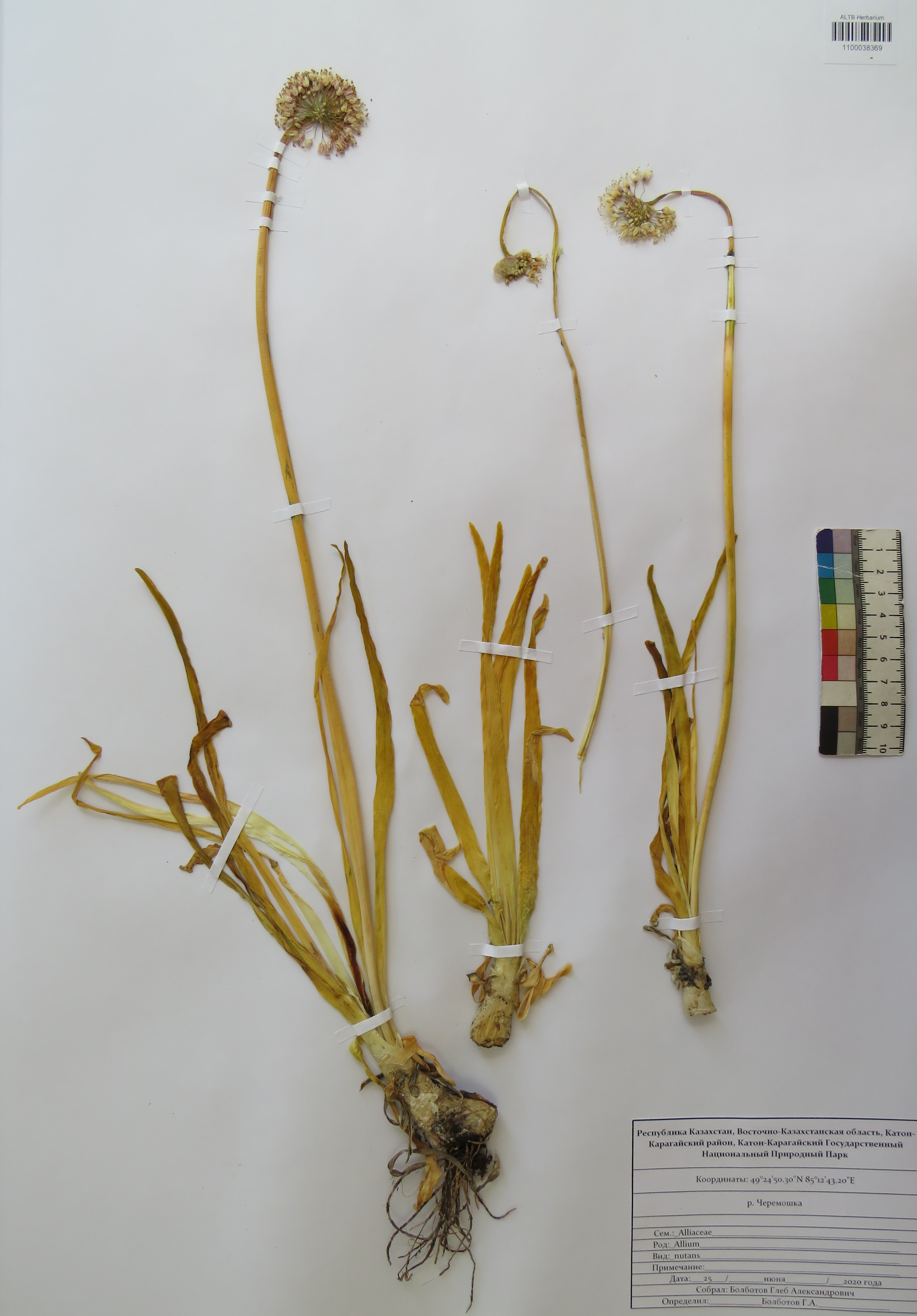 Allium nutans L.