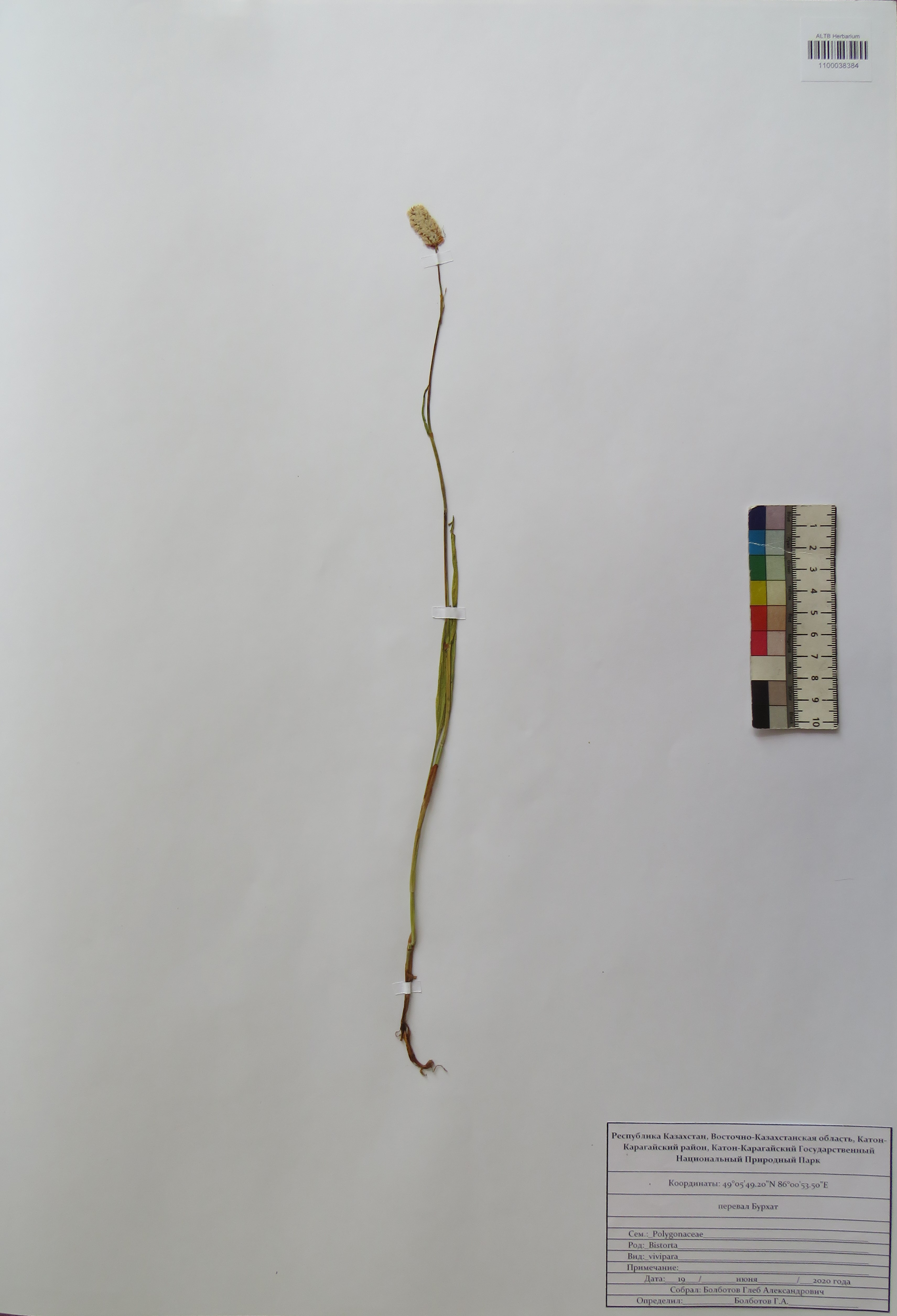 Bistorta vivipara (L.) Delarbre