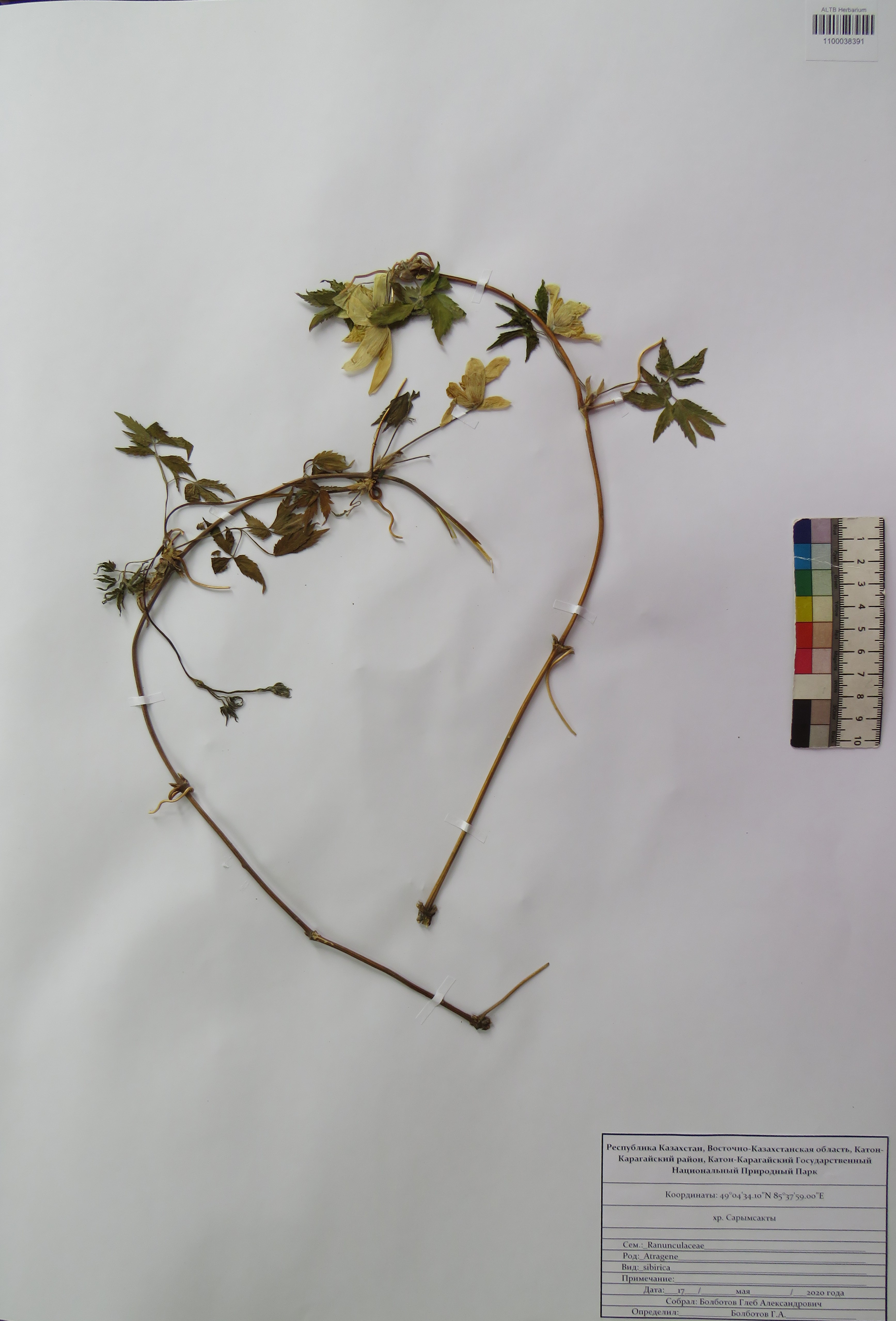 Atragene sibirica L.