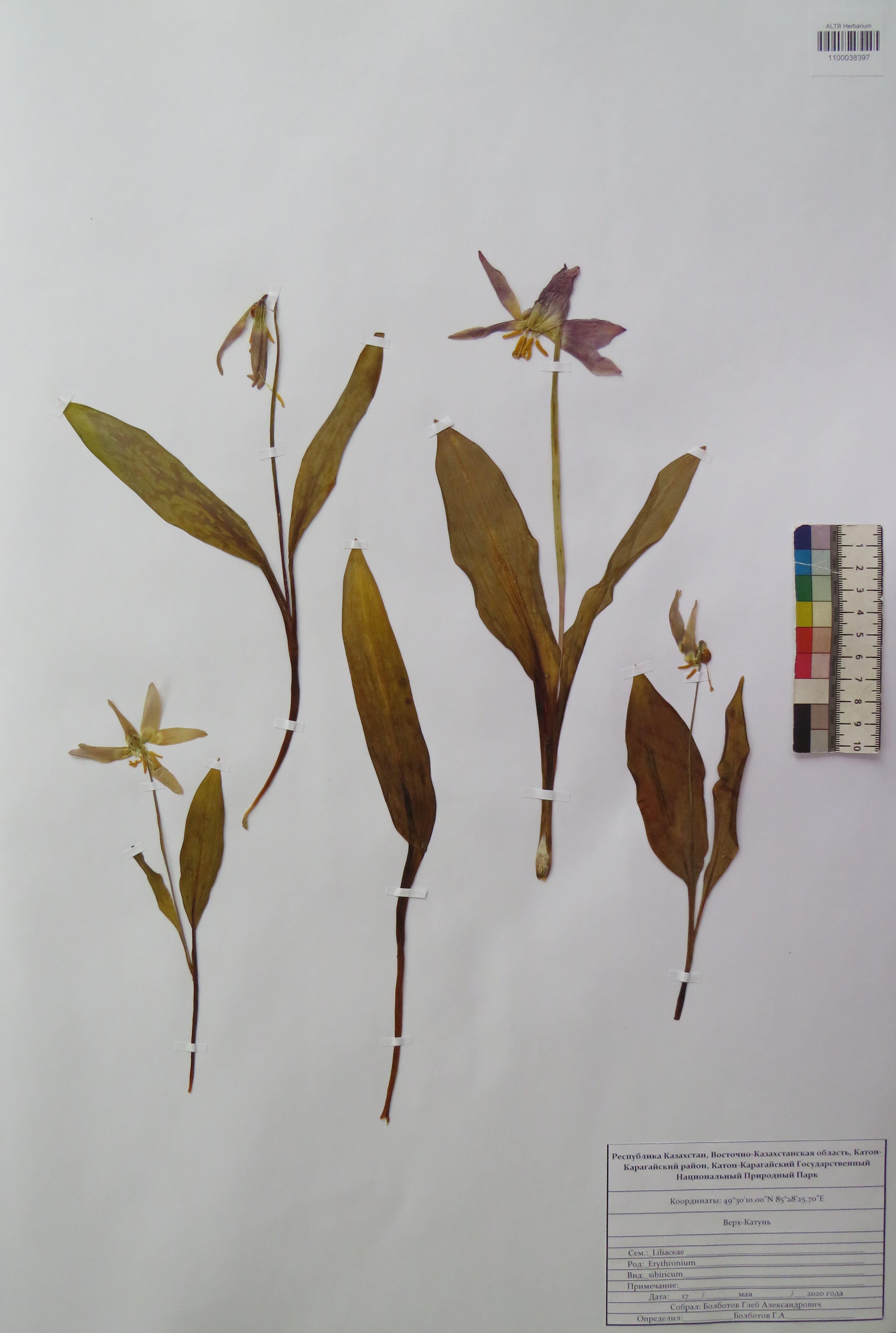 Erythronium sibiricum (Fisch. & C.A.Mey.) Krylov