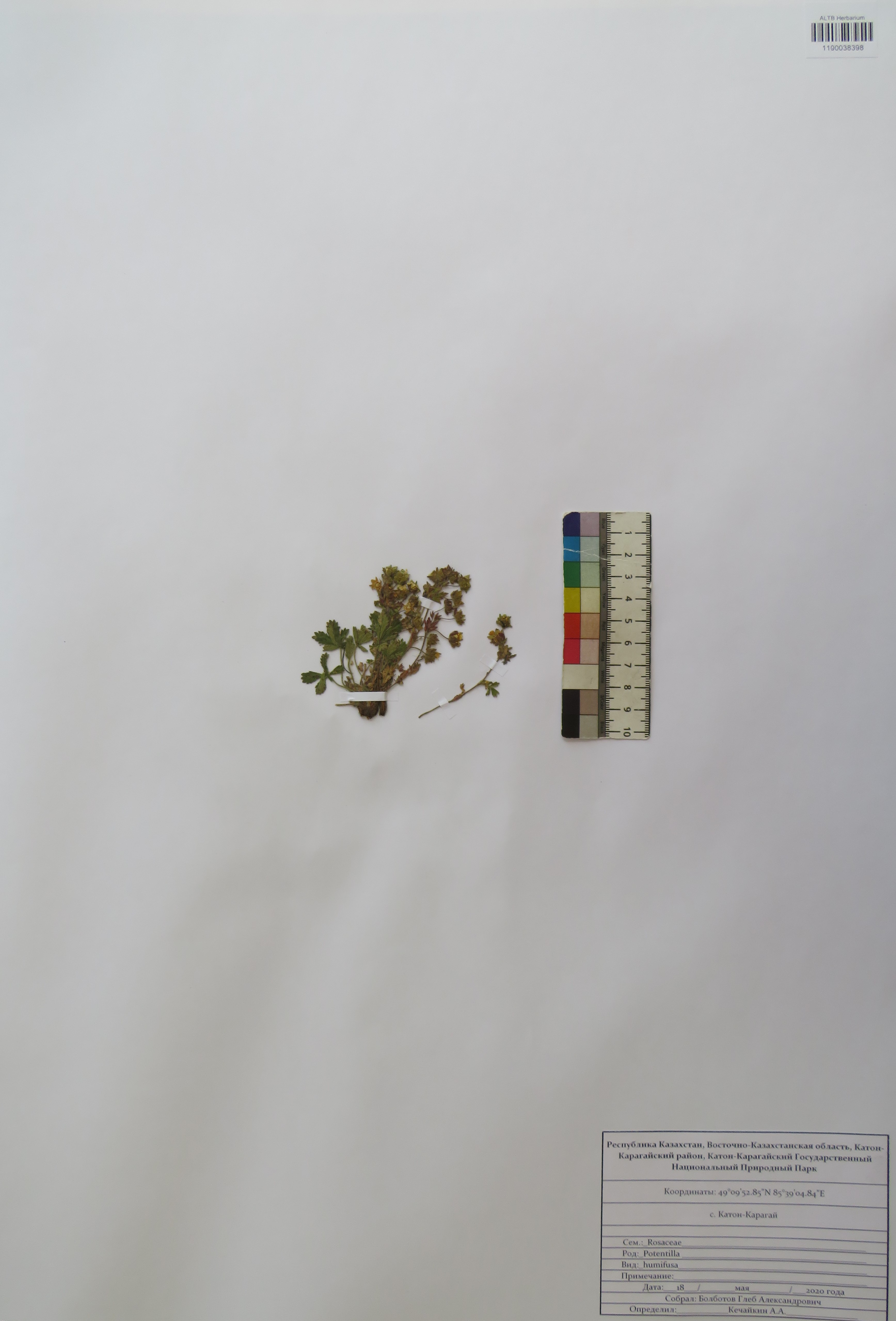Potentilla humifusa D.F.K.Schltdl.