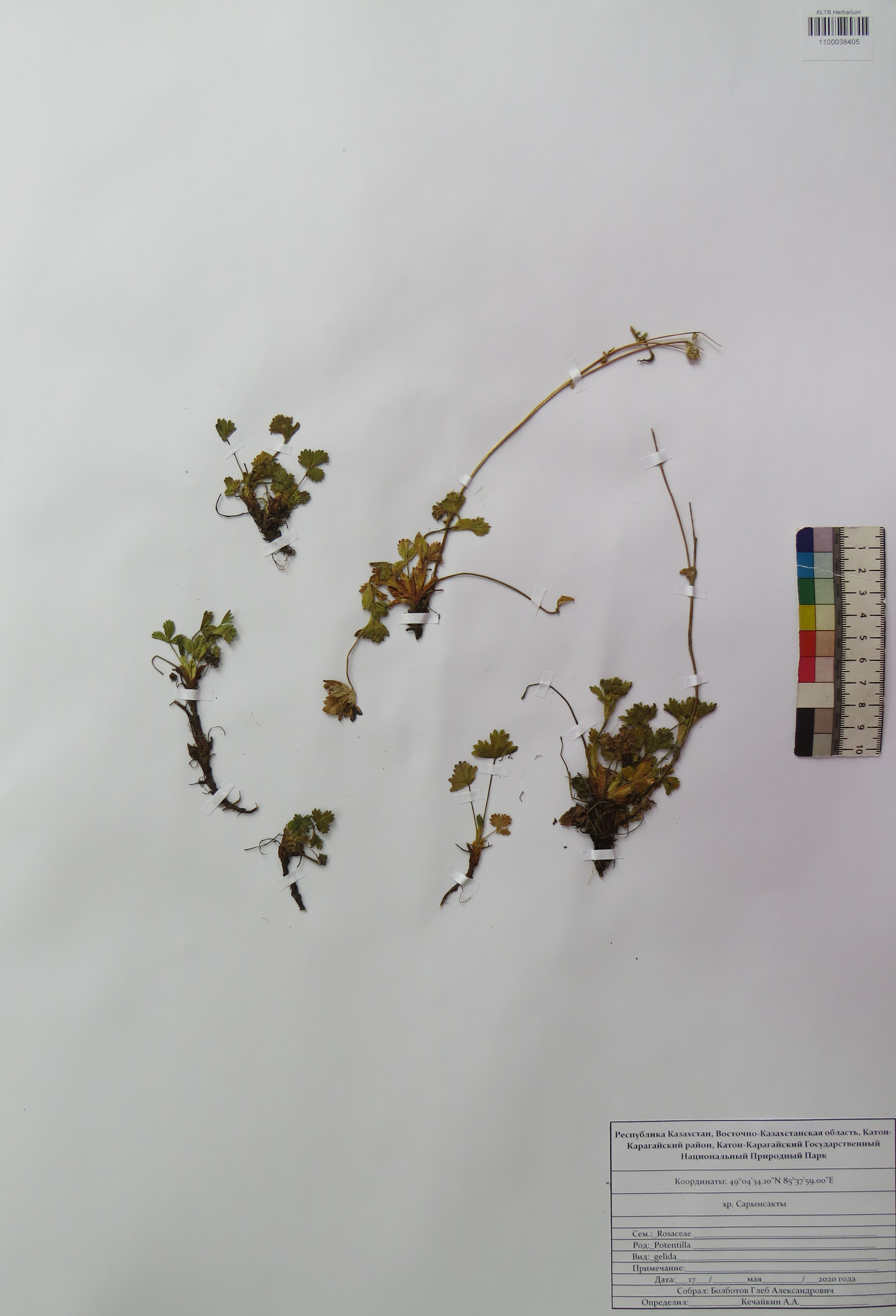 Potentilla gelida C.A.Mey.