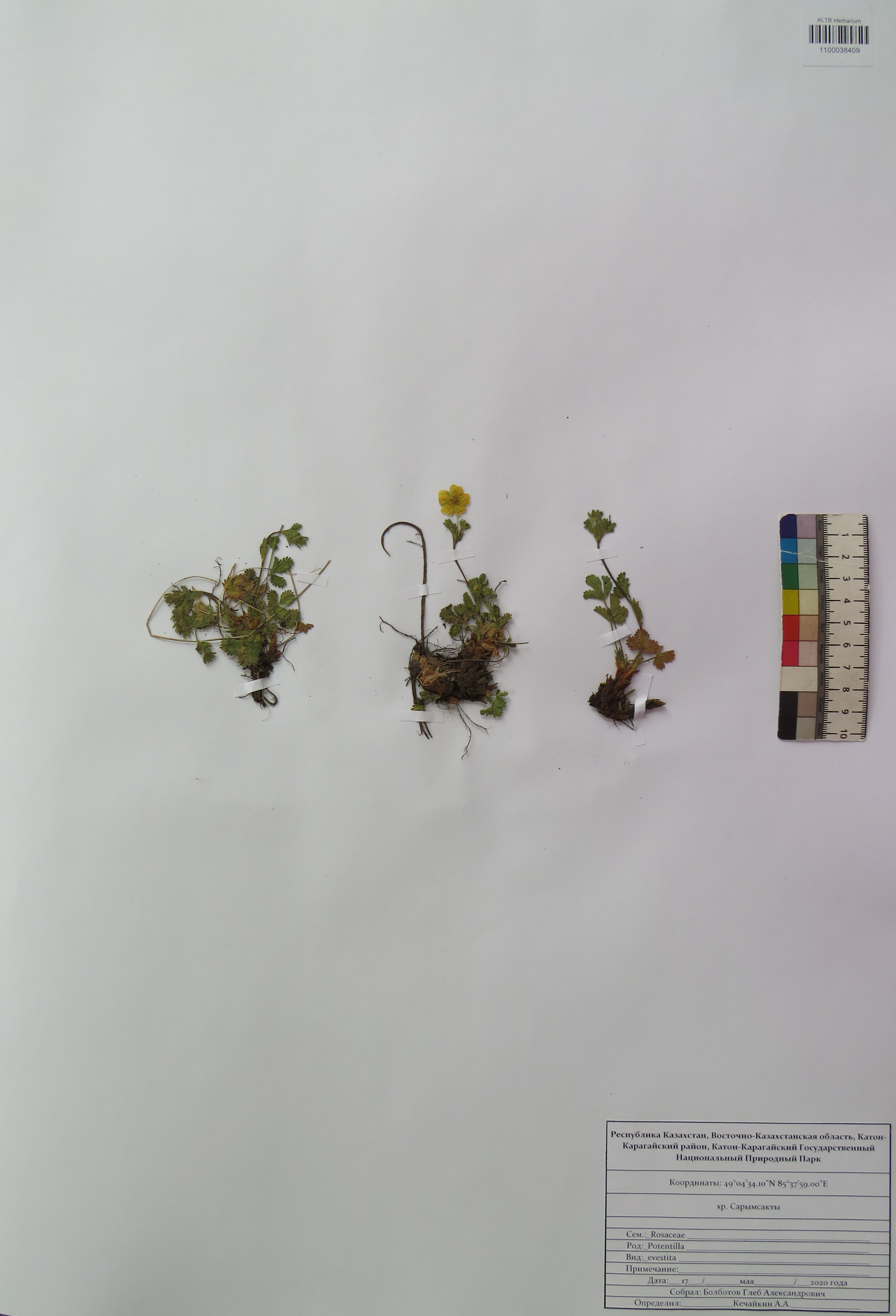 Potentilla evestita Th.Wolf