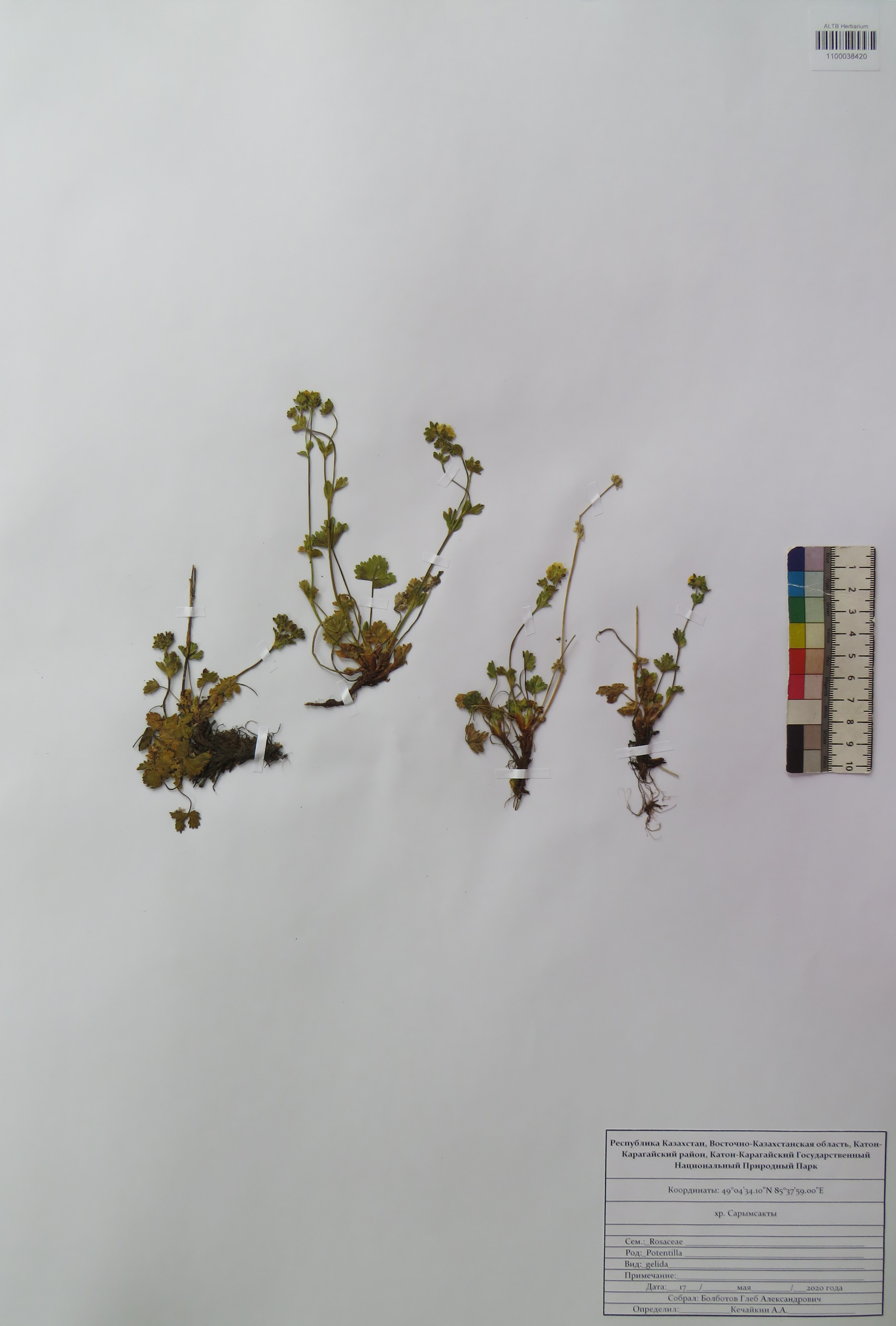 Potentilla gelida C.A.Mey.