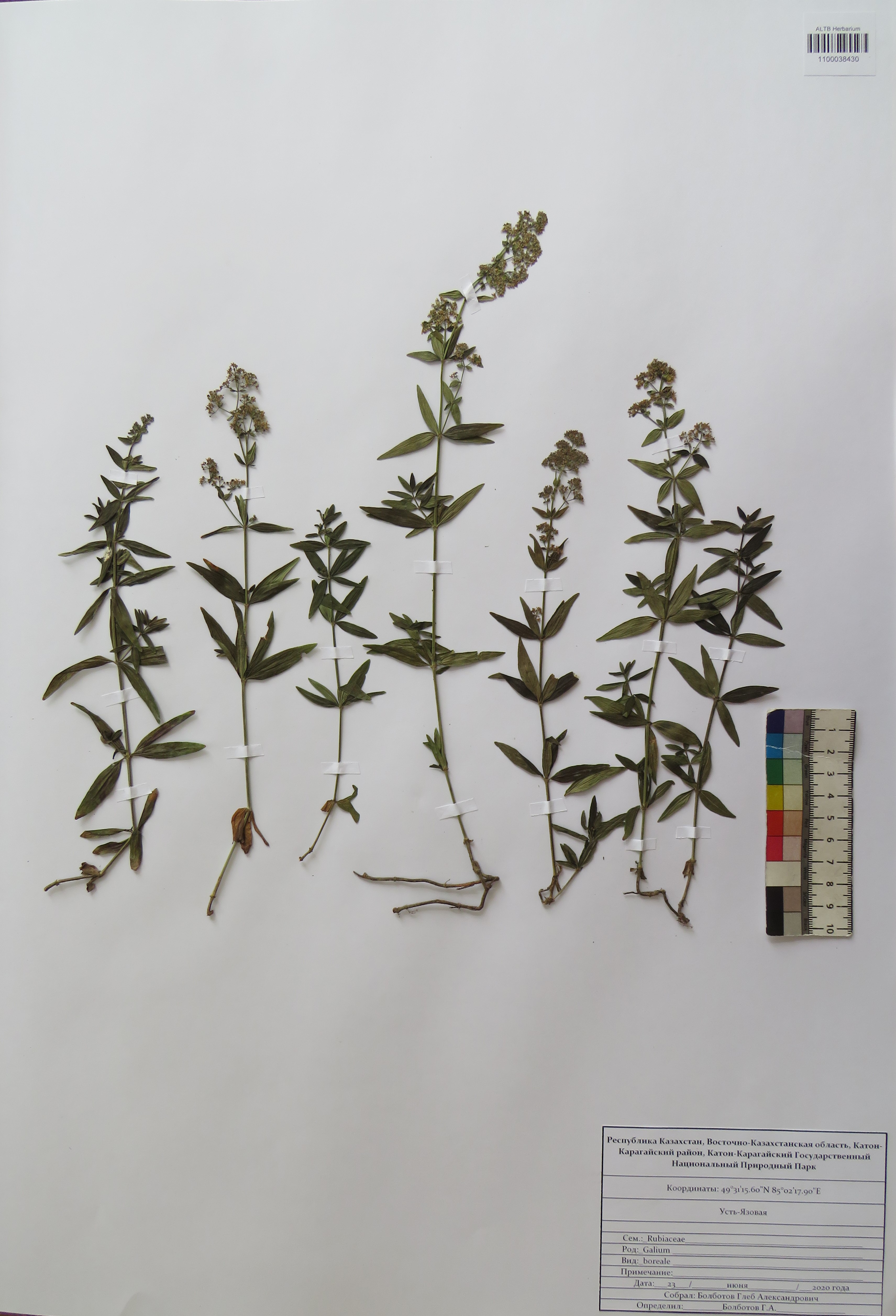 Galium boreale L.