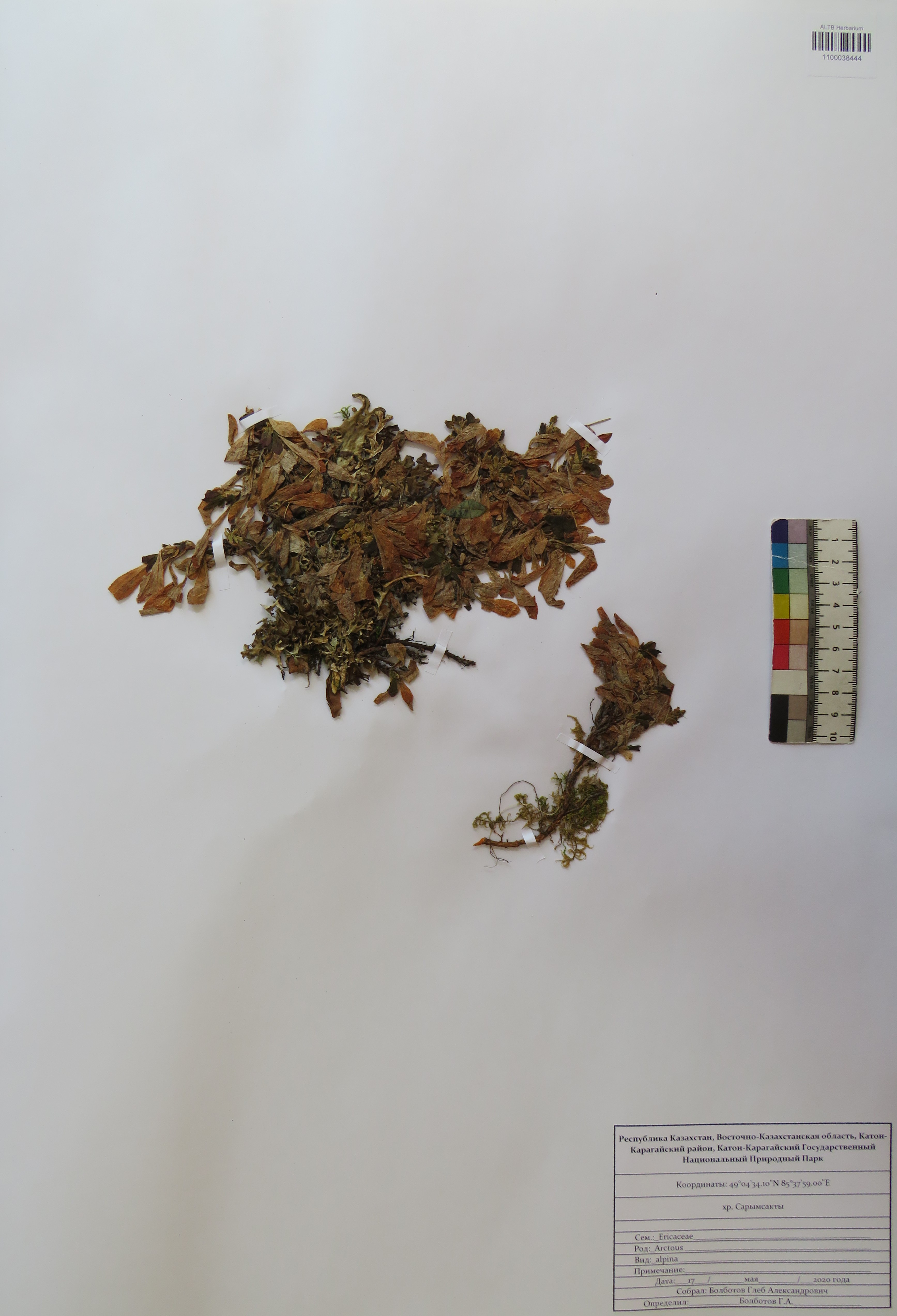 Arctous alpina (L.) Nied.