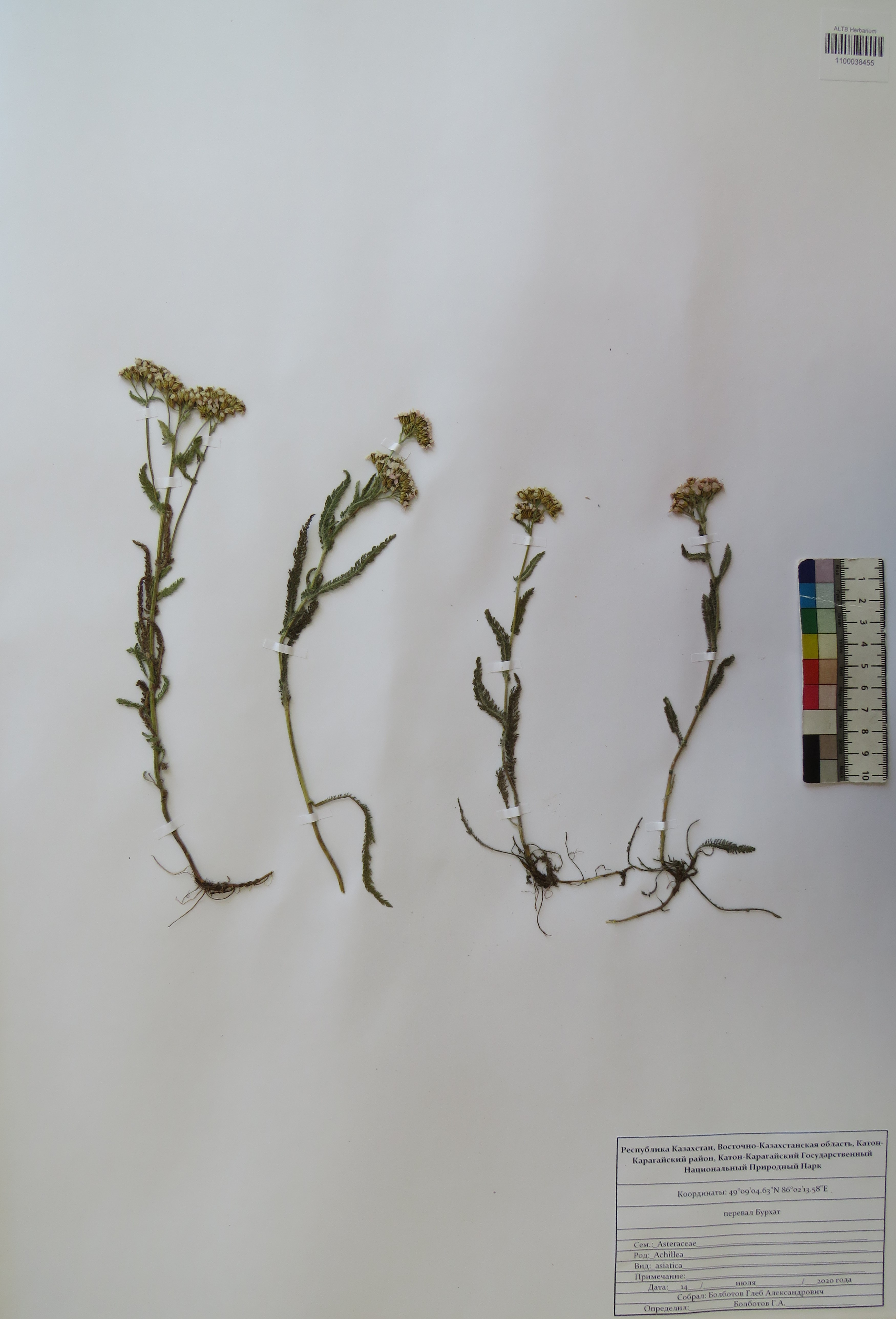 Achillea asiatica Serg.