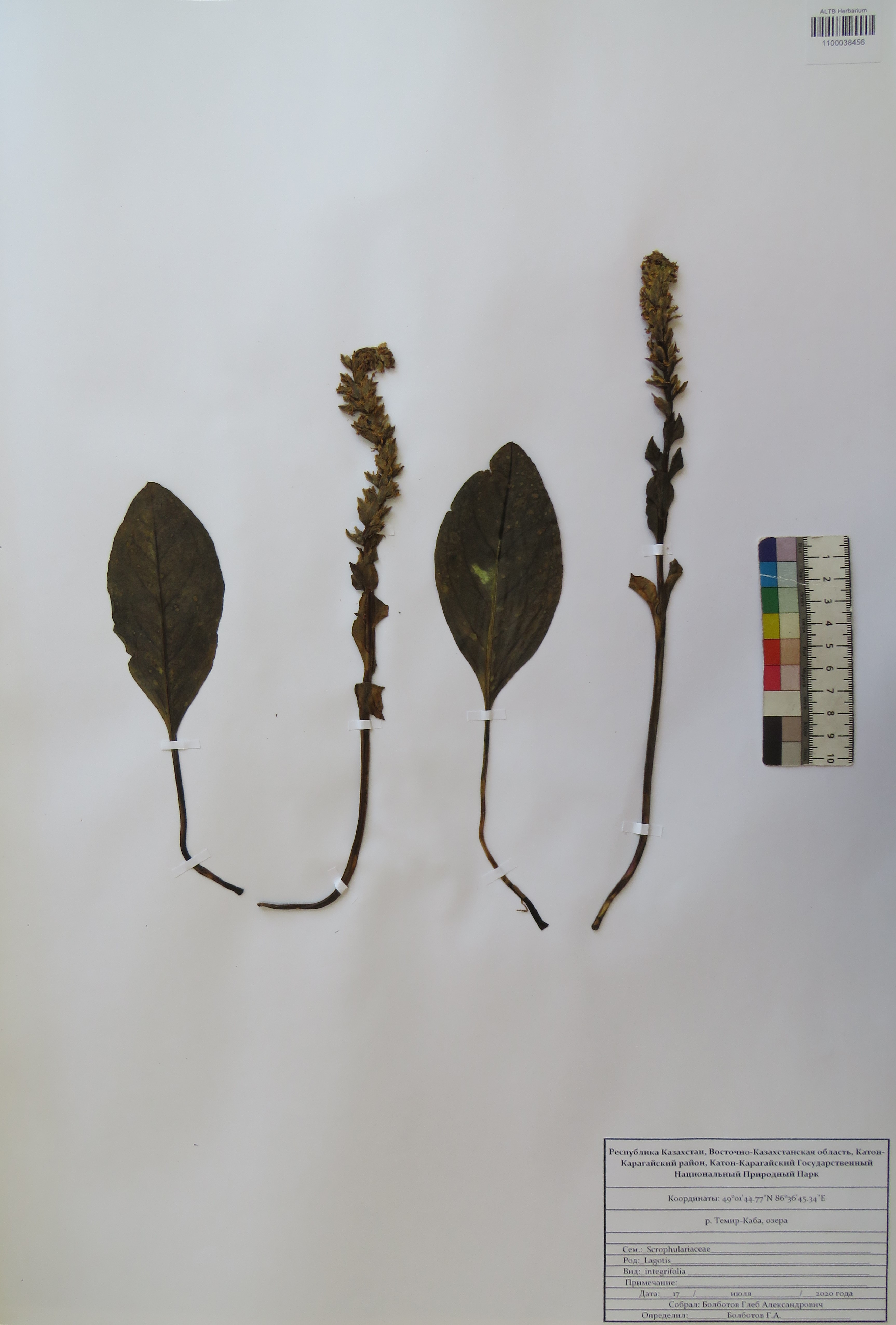 Lagotis integrifolia (Willd.) Schischk.
