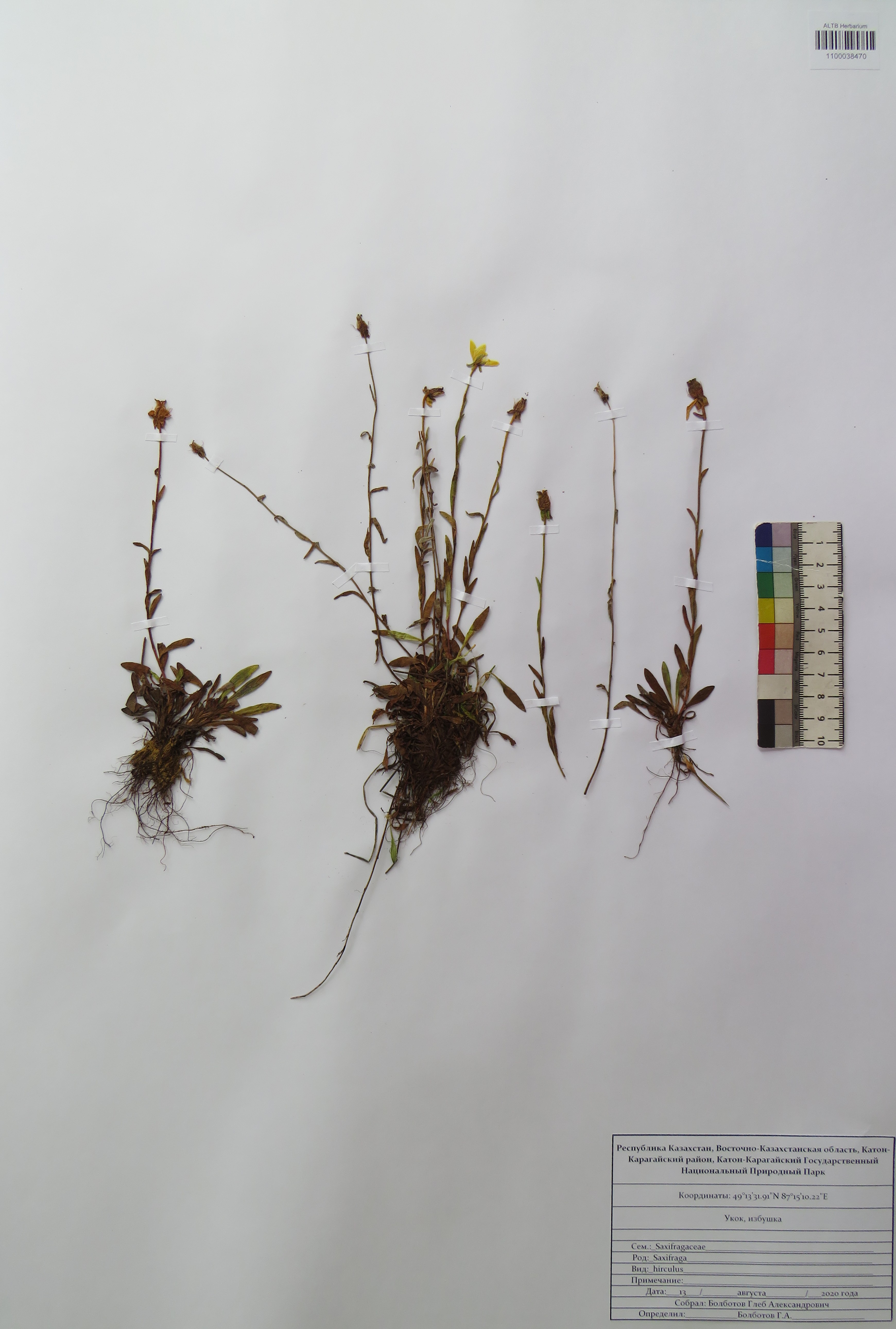 Saxifraga hirculus L.