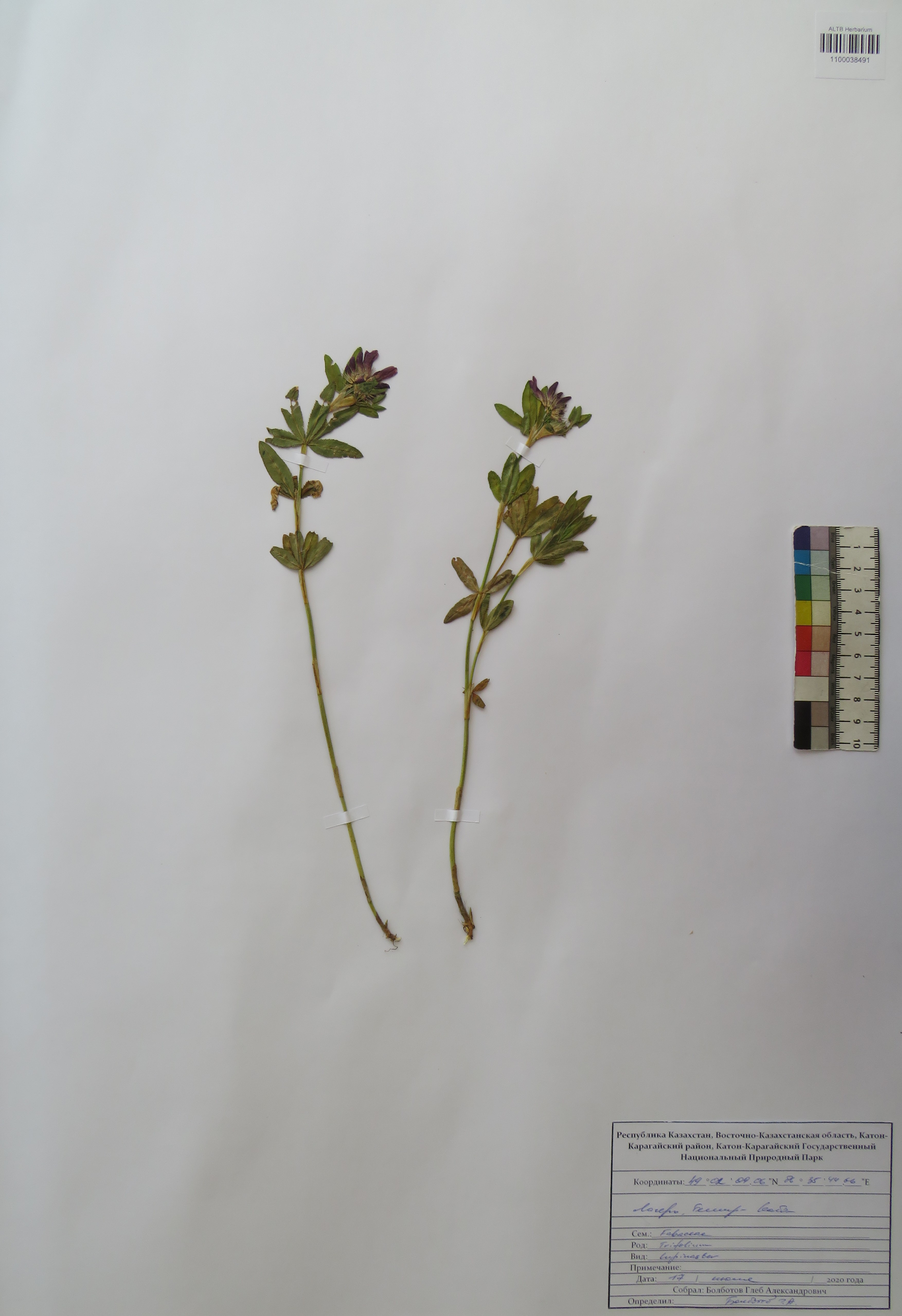 Trifolium lupinaster L.