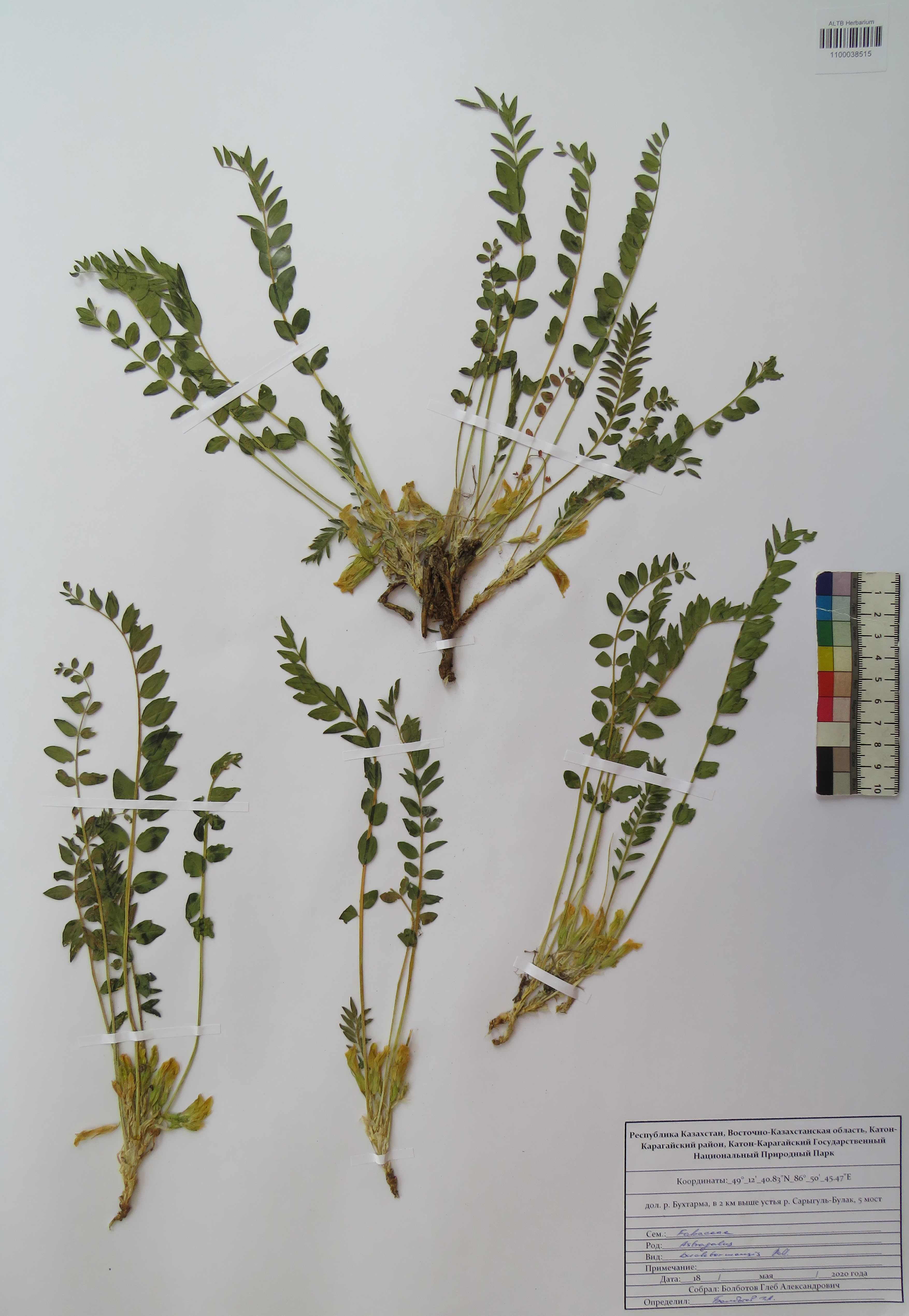 Astragalus buchtormensis Pall.