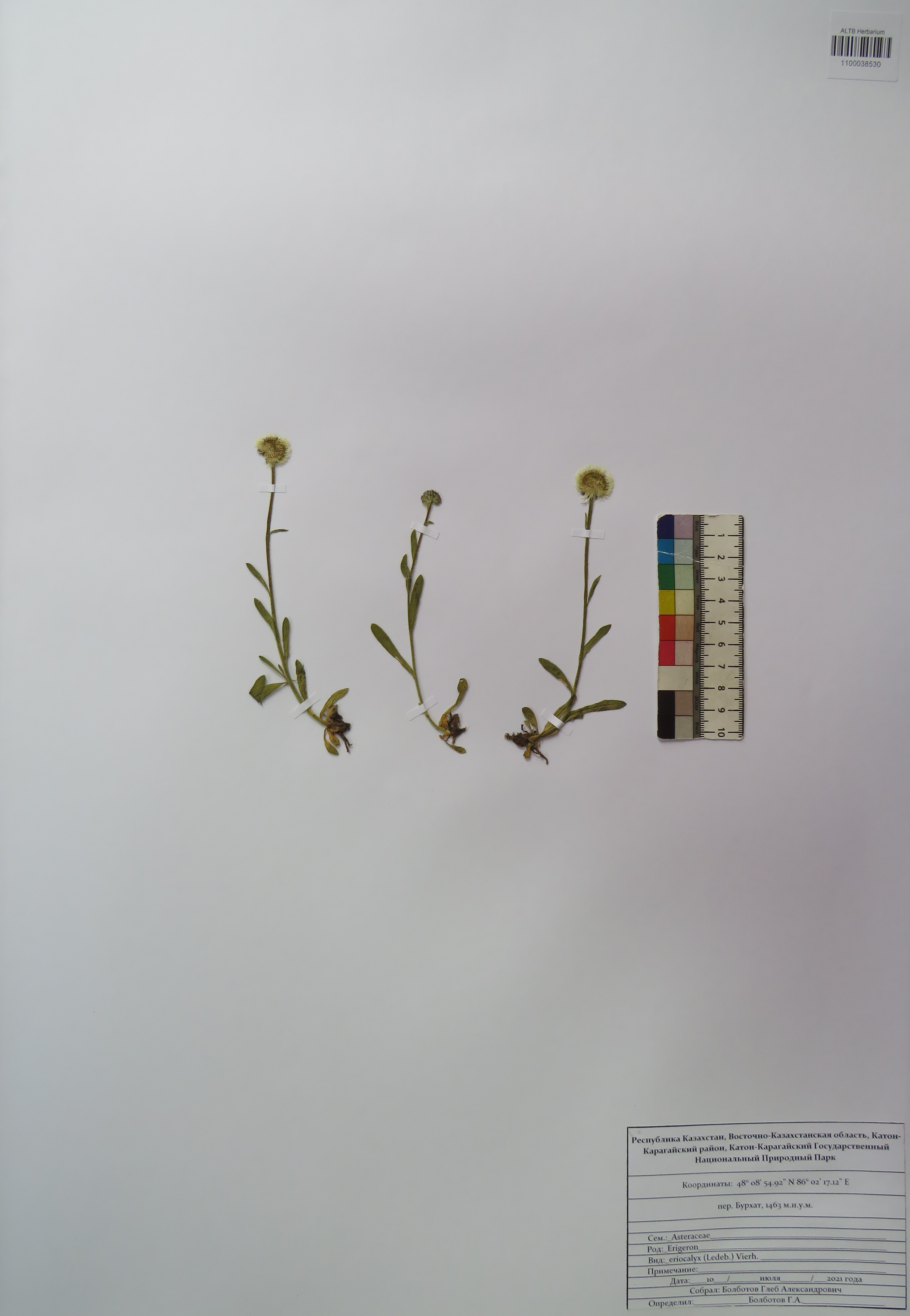 Erigeron eriocalyx (Ledeb.) Vierh.
