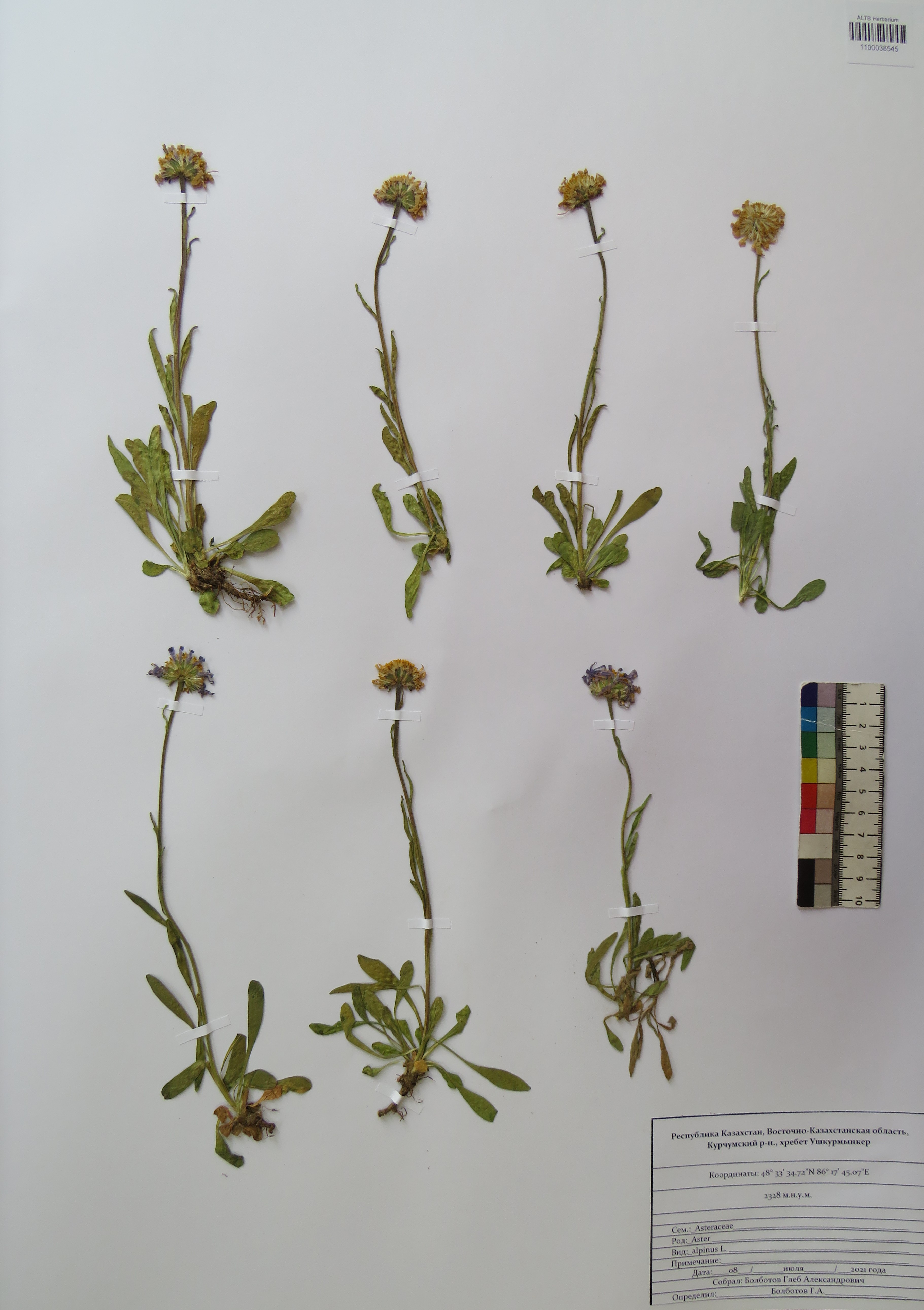 Aster alpinus L.