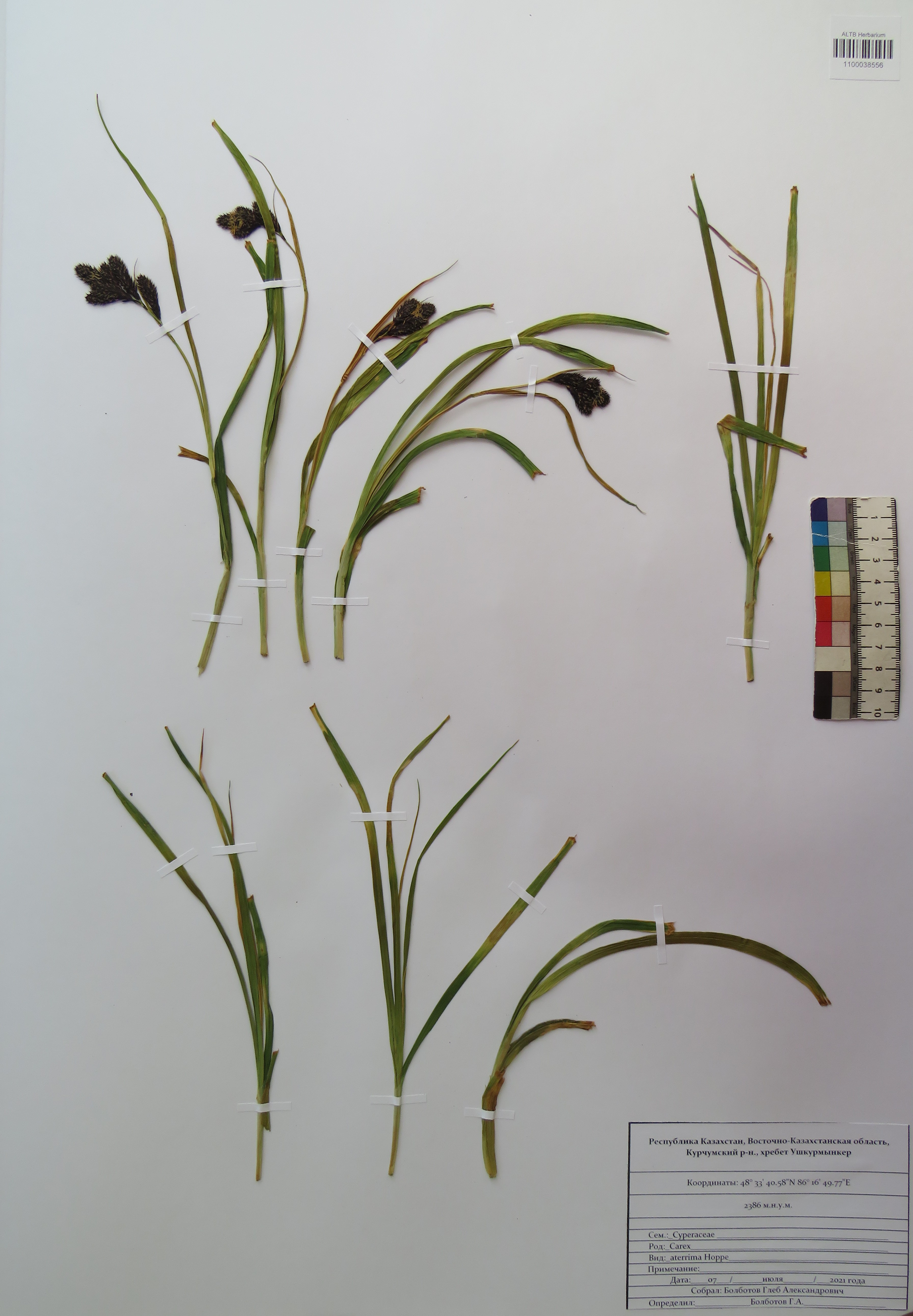 Carex aterrima Hoppe