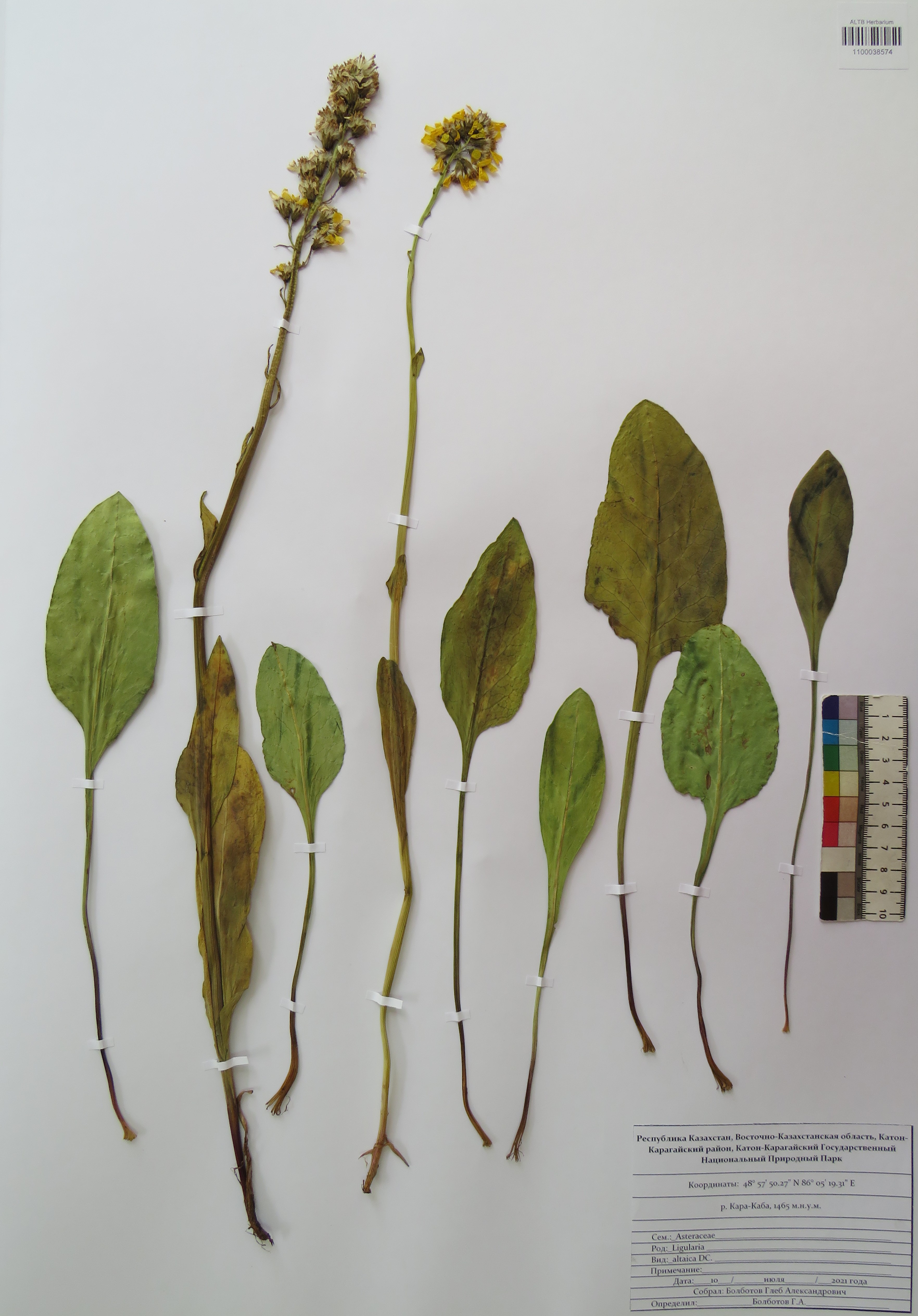 Ligularia altaica DC.