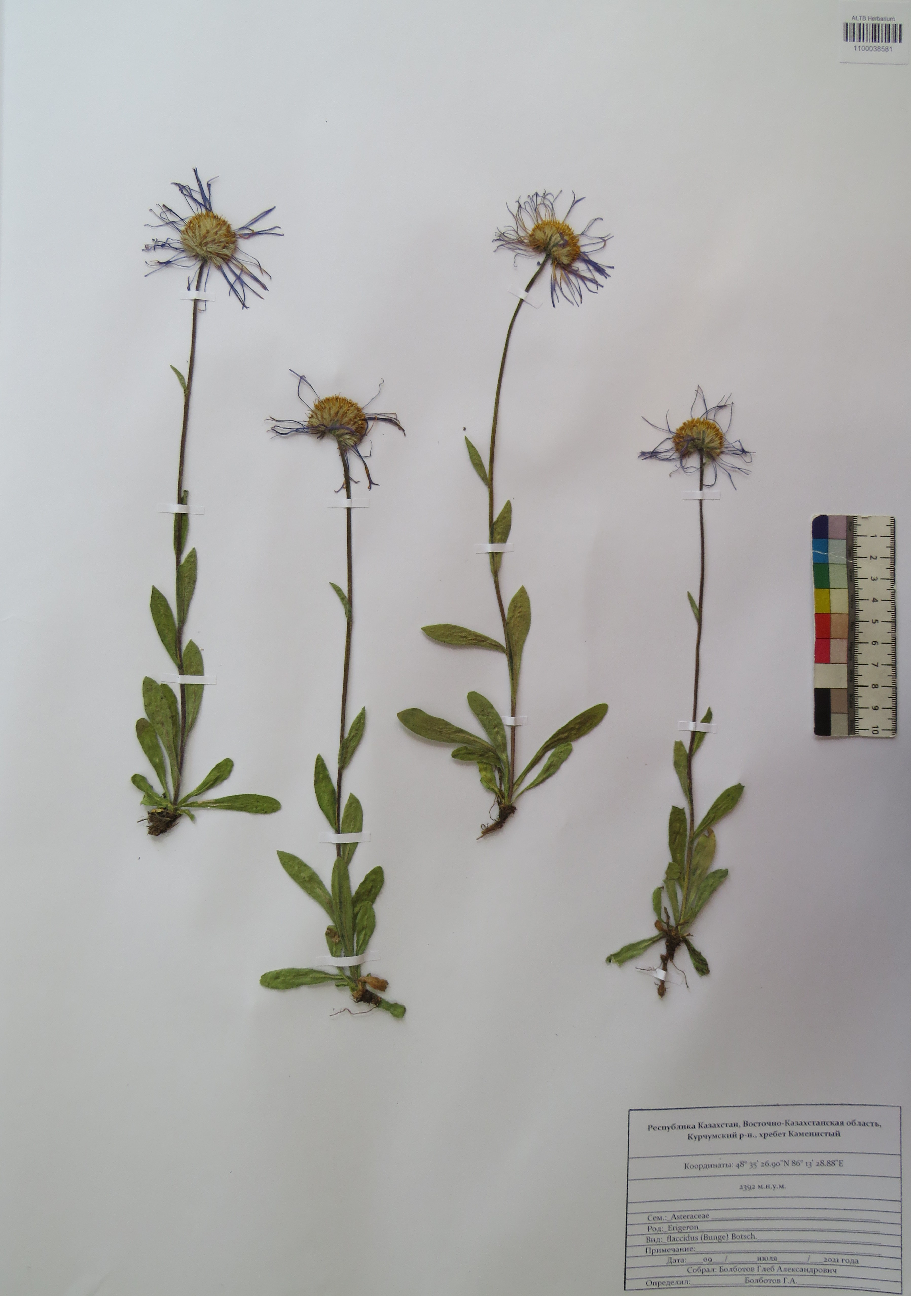 Erigeron flaccidus (Bunge) Botsch.