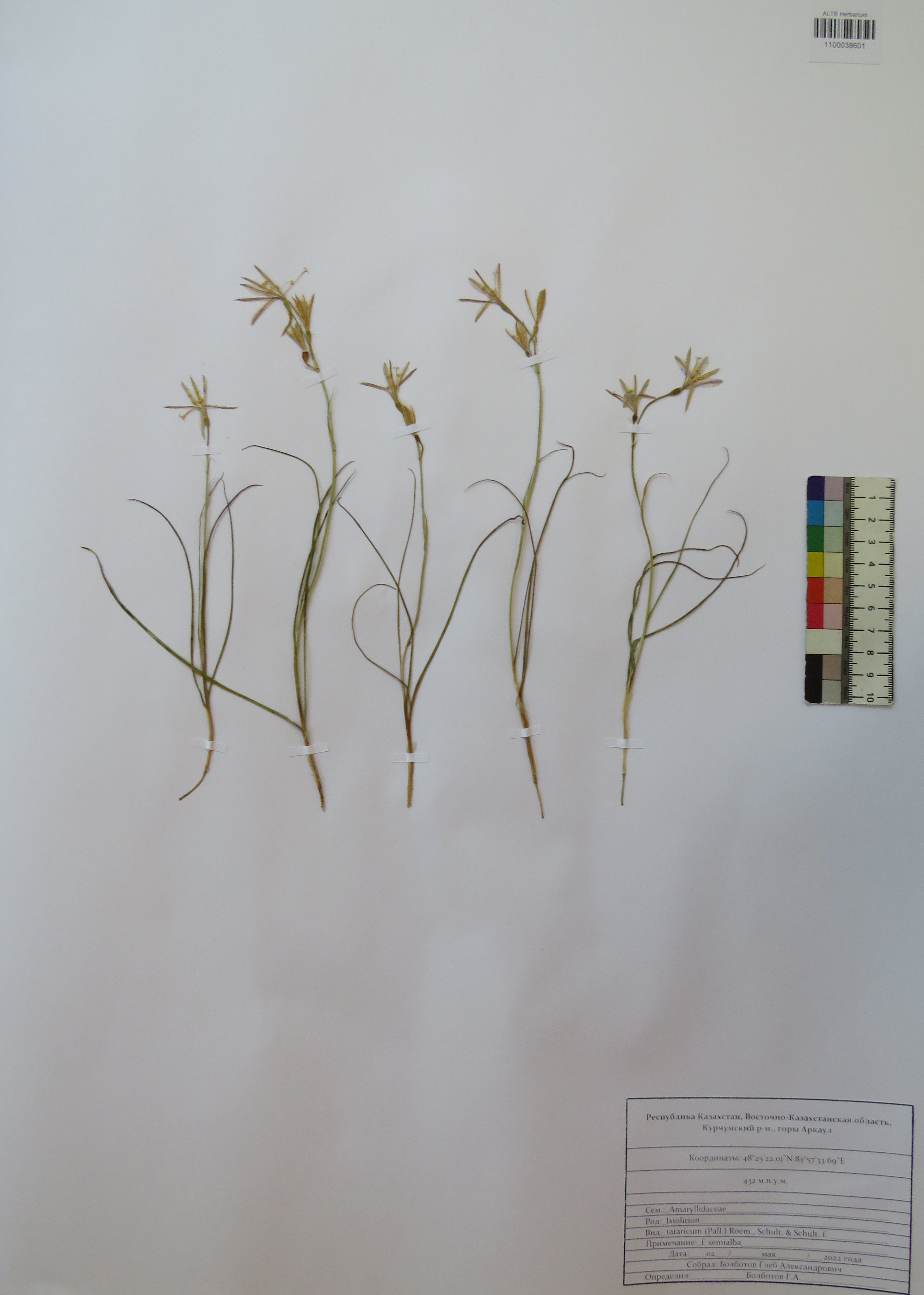 Ixiolirion tataricum Schult.f.