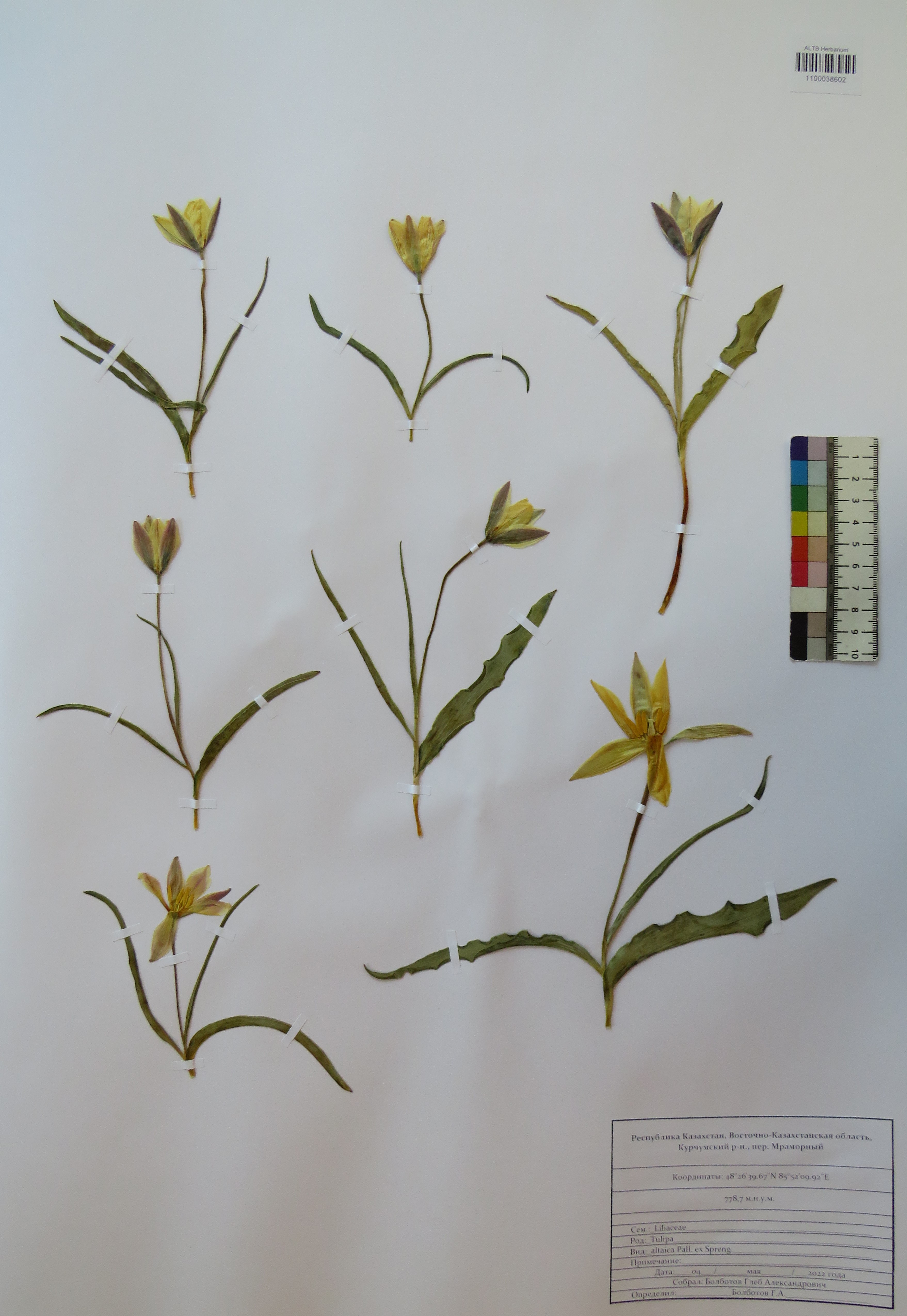 Tulipa altaica Pall. ex Spreng.
