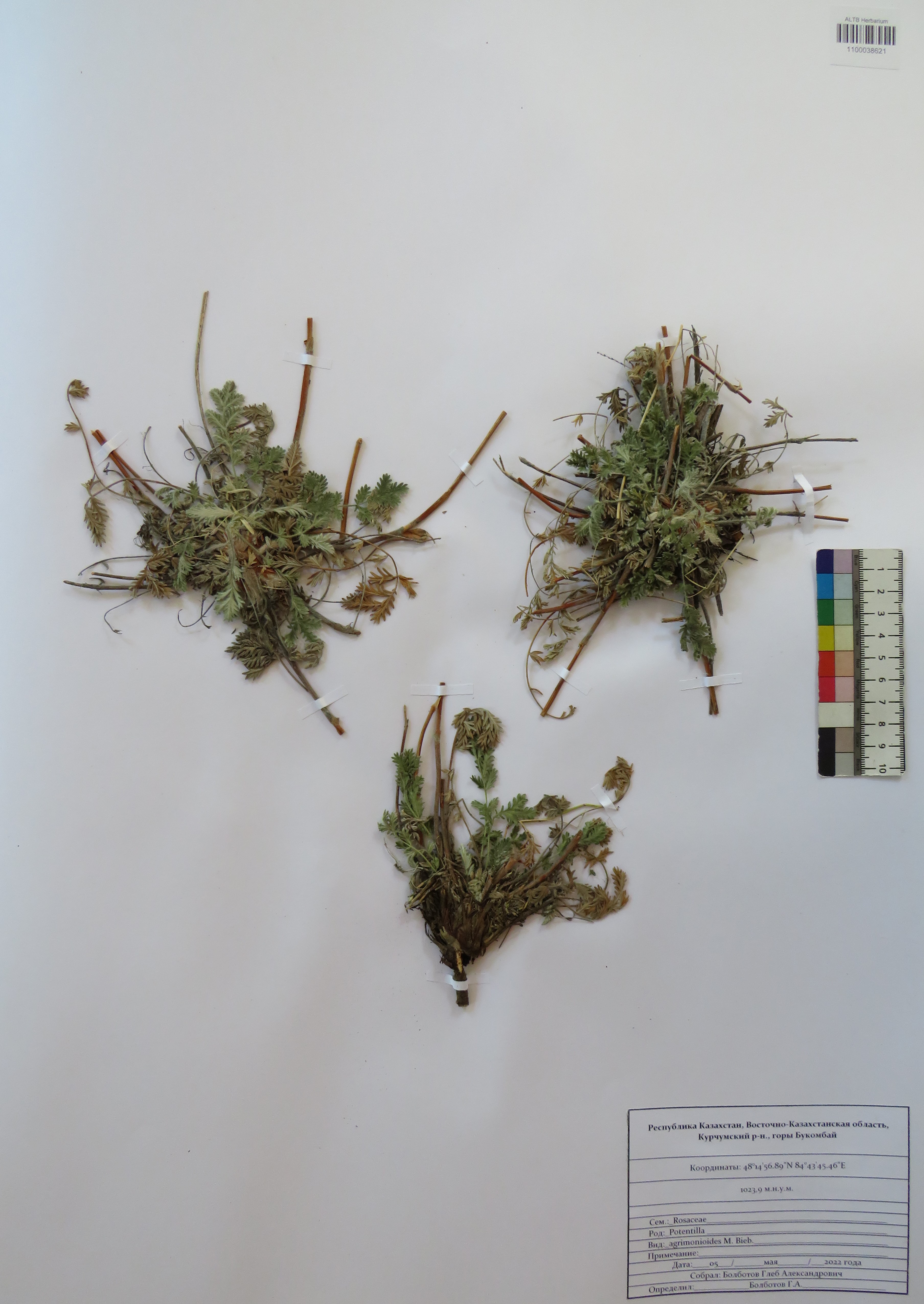 Potentilla agrimonioides M.Bieb.