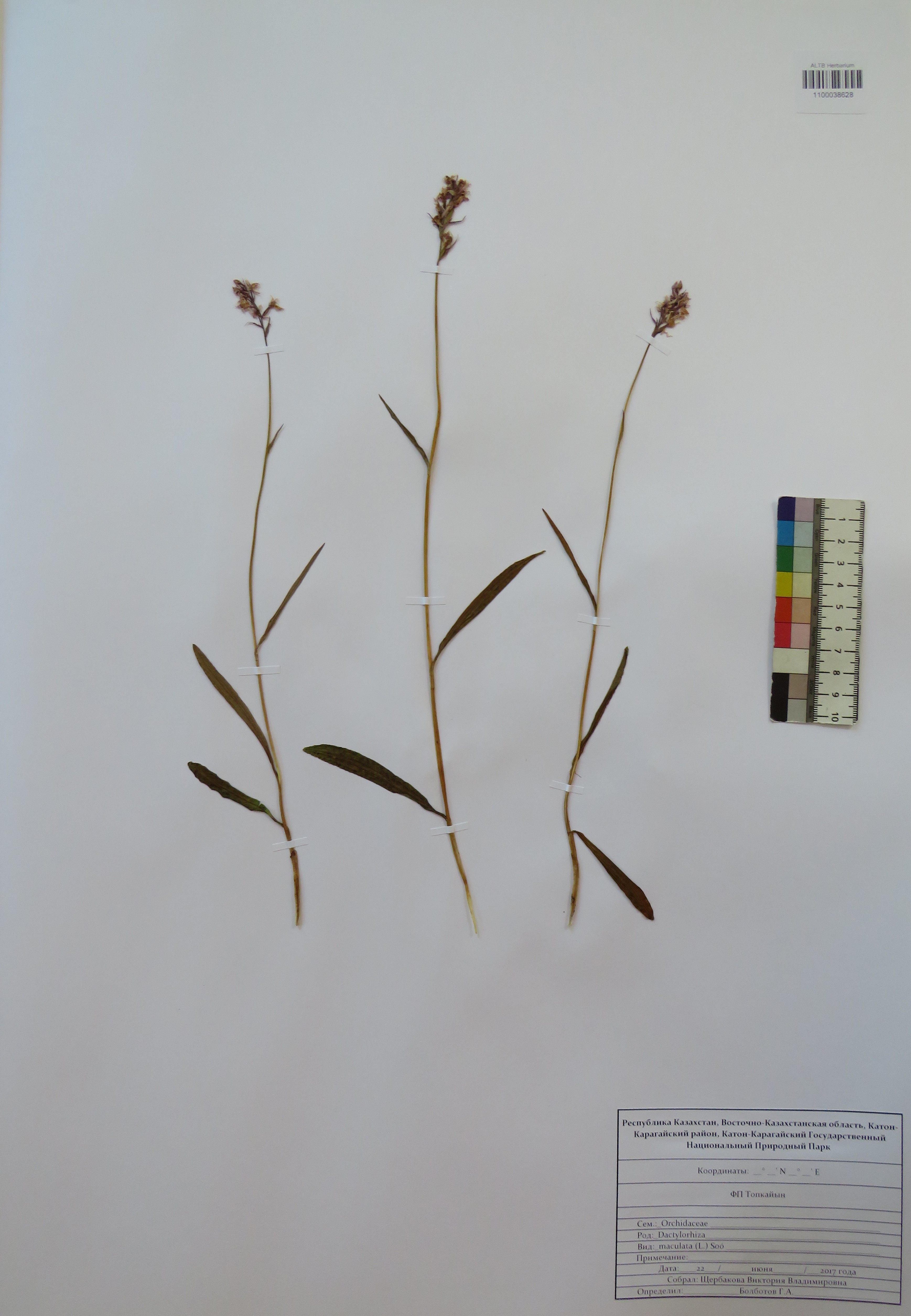 Dactylorhiza maculata (L.) Soó