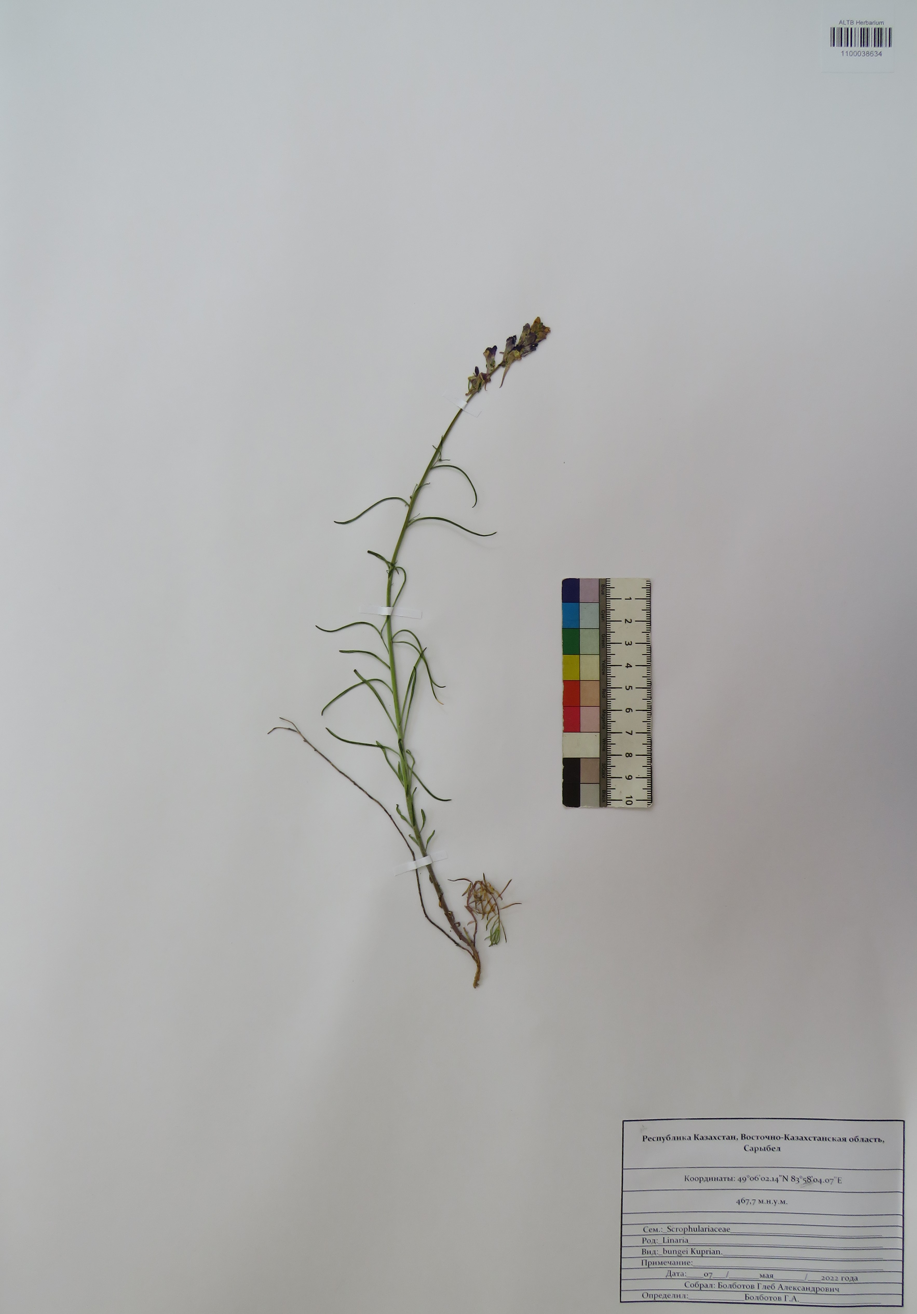 Linaria bungei Kuprian.
