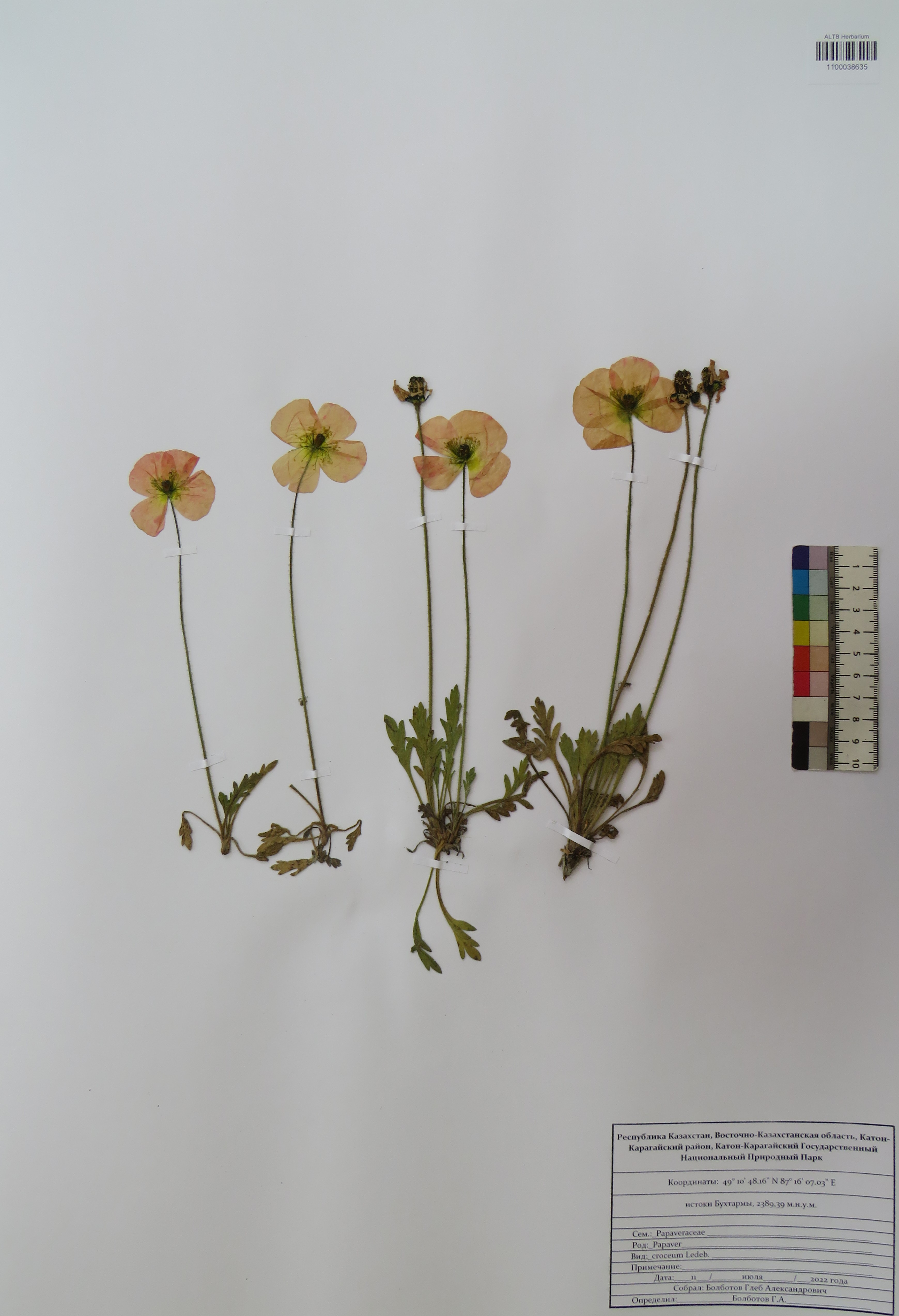 Papaver croceum Ledeb.