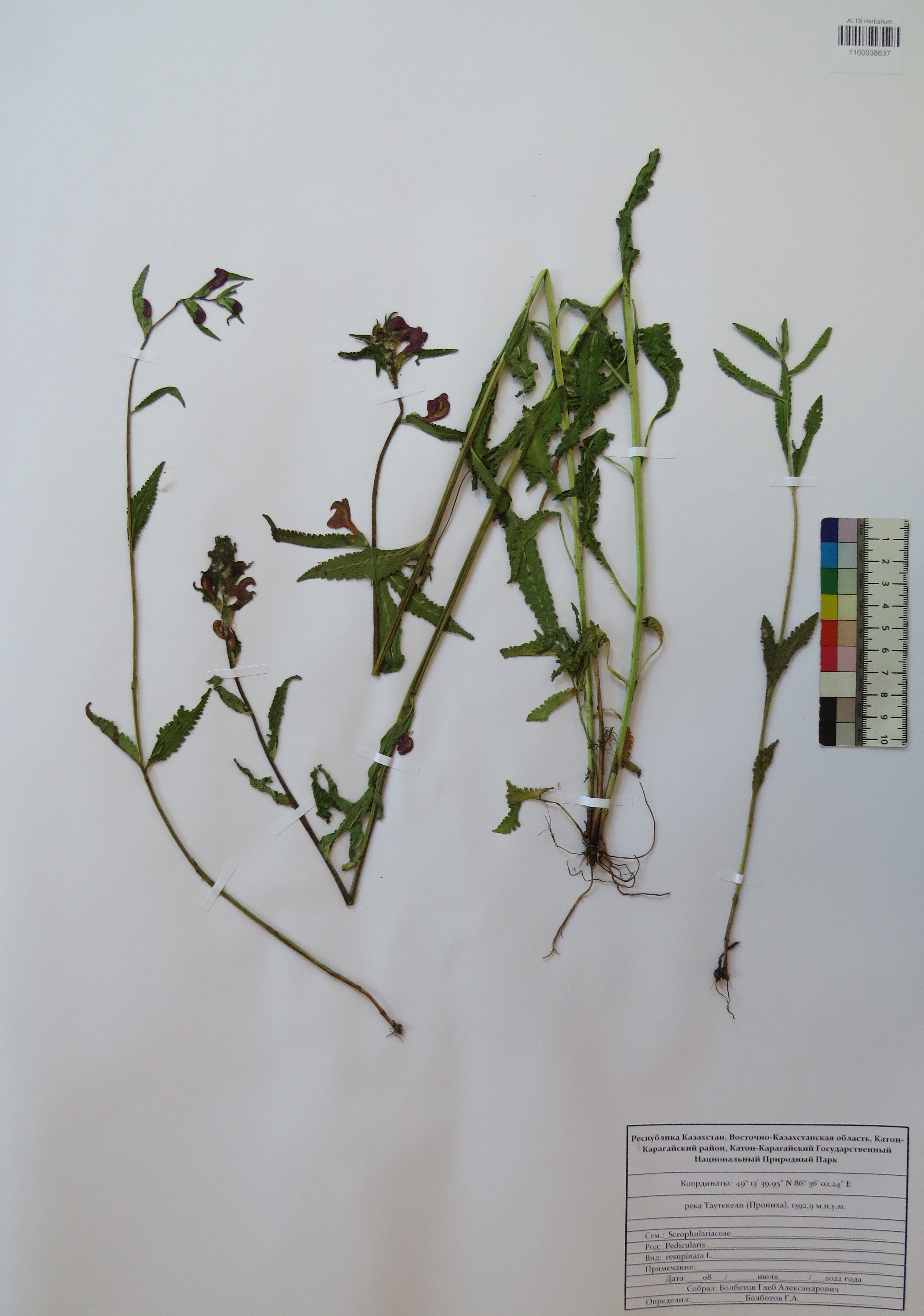 Pedicularis resupinata L.